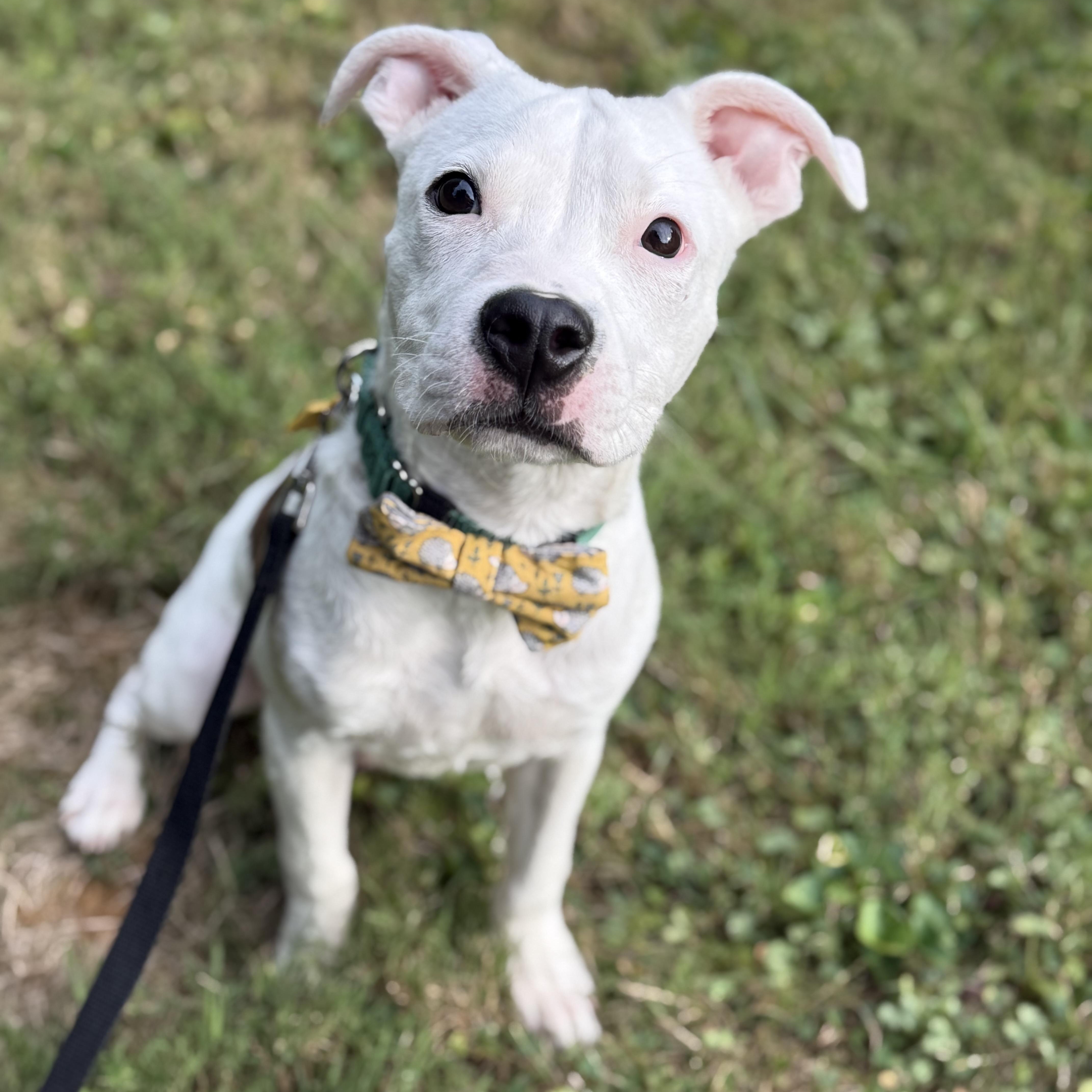 Enlarge Oliver, a Adopted mixed breed image 1/6