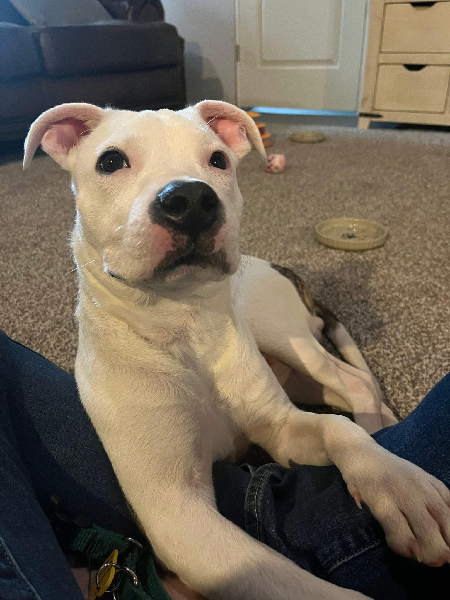 Enlarge Oliver, a Adopted mixed breed image 5/6