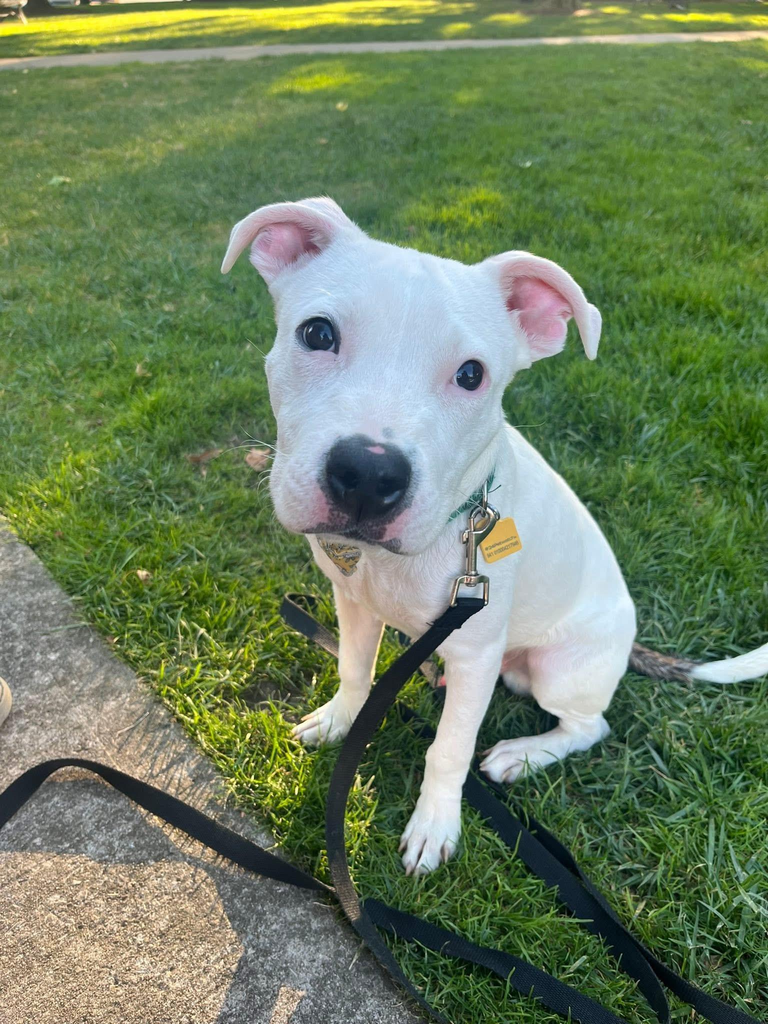 Enlarge Oliver, a Adopted mixed breed image 3/6