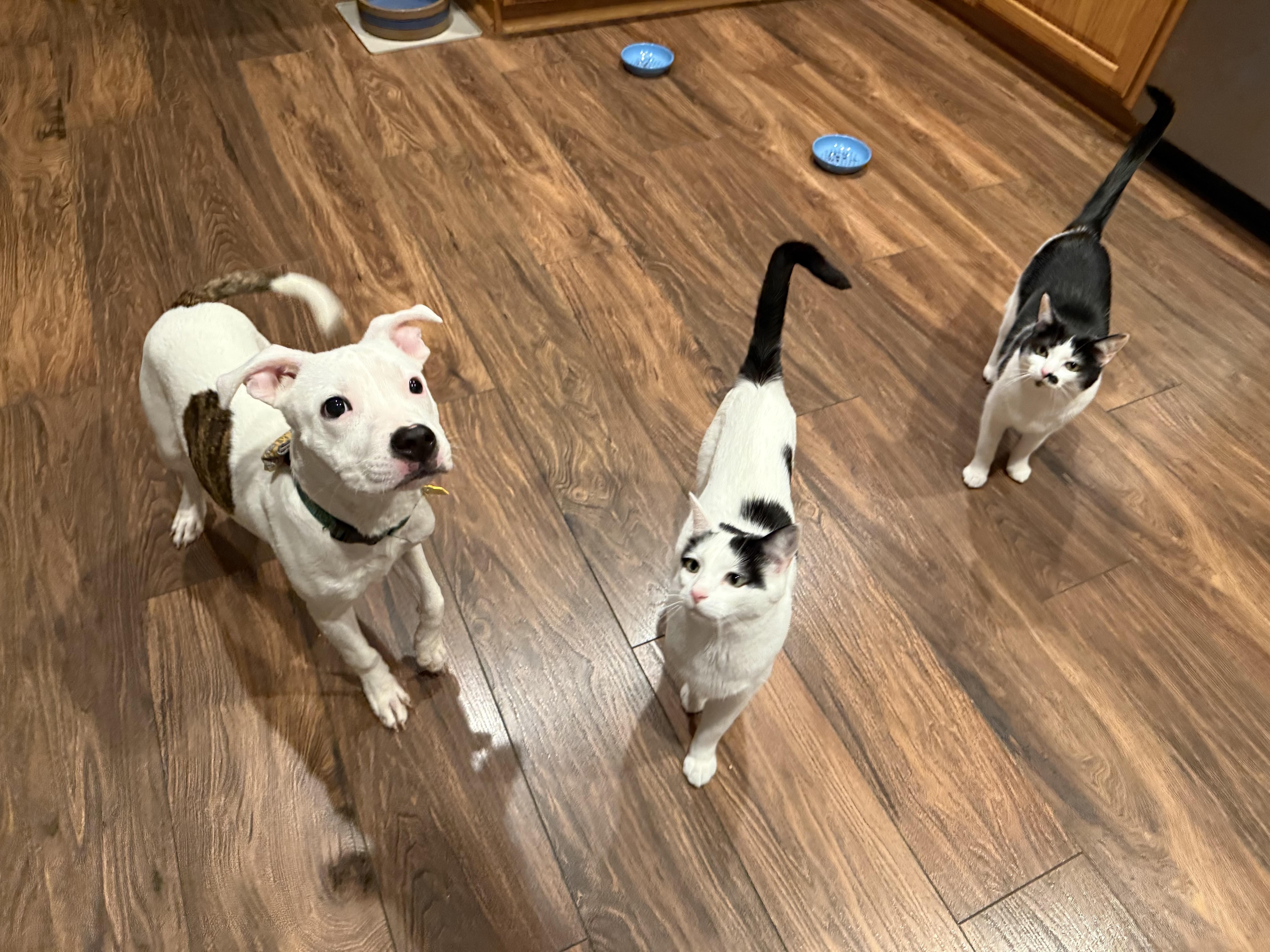 Enlarge Oliver, a Adopted mixed breed image 4/6