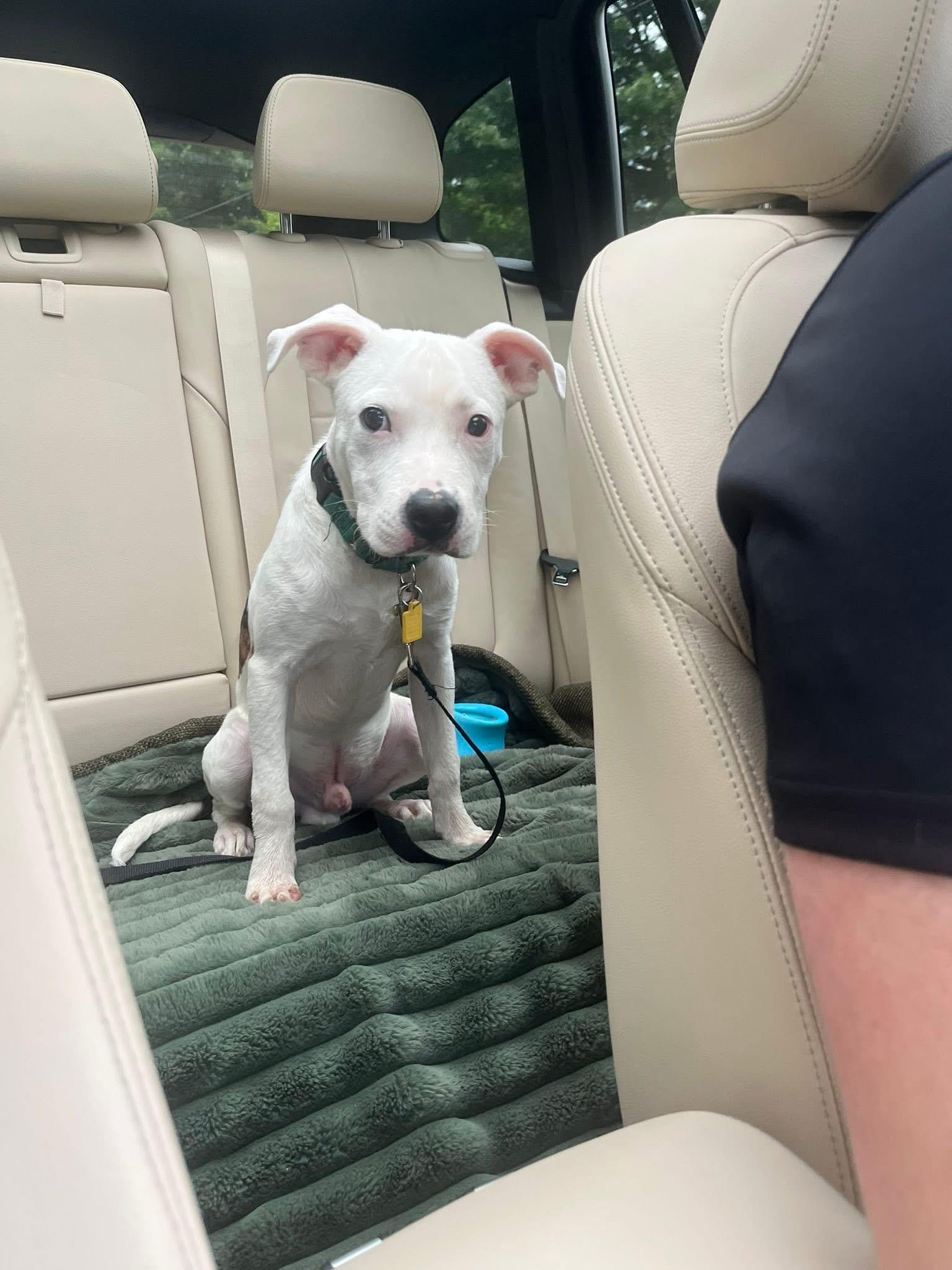 Enlarge Oliver, a Adopted mixed breed image 2/6