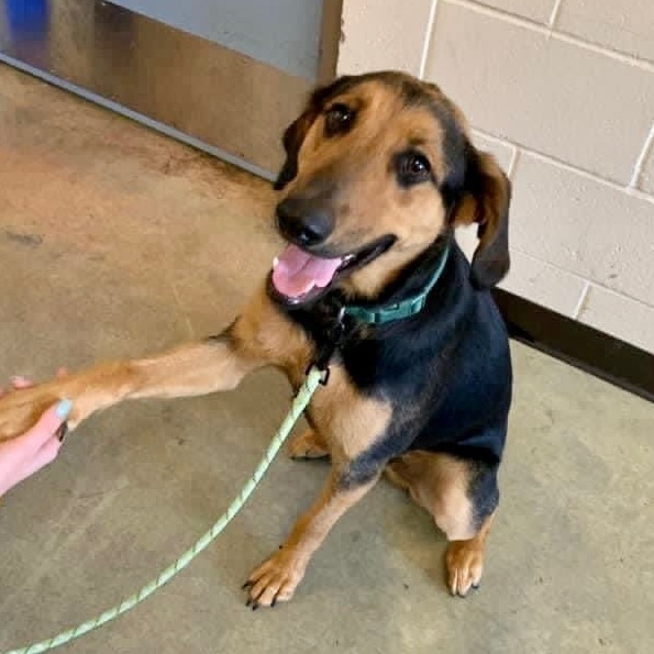 Buford, a Adoptable mixed breed in Tunica, MS image 1/6