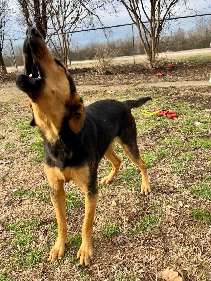 Buford, a Adoptable mixed breed in Tunica, MS image 4/6
