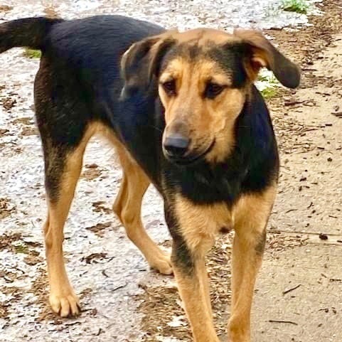 Buford, a Adoptable mixed breed in Tunica, MS image 5/6
