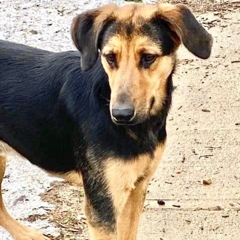Buford, a Adoptable mixed breed in Tunica, MS image 6/6