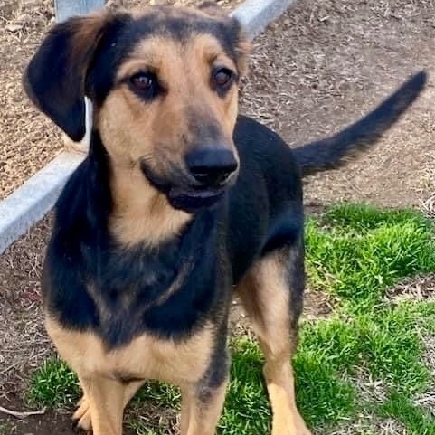 Buford, a Adoptable mixed breed in Tunica, MS image 3/6