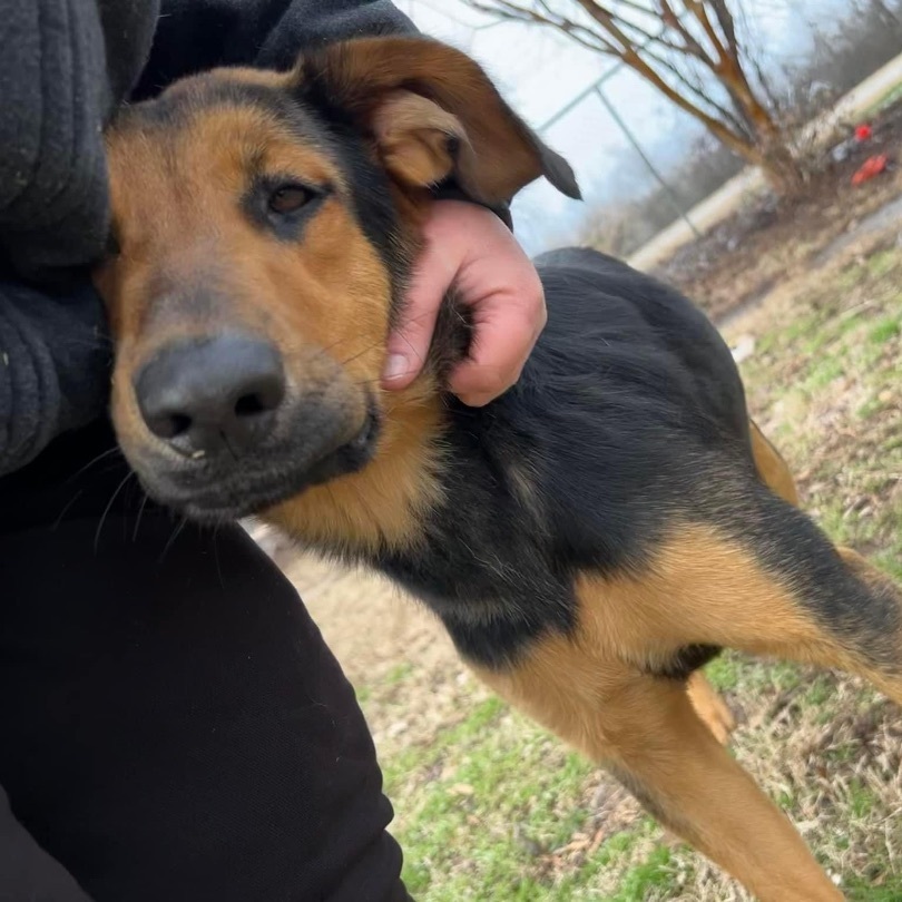 Buford, a Adoptable mixed breed in Tunica, MS image 2/6
