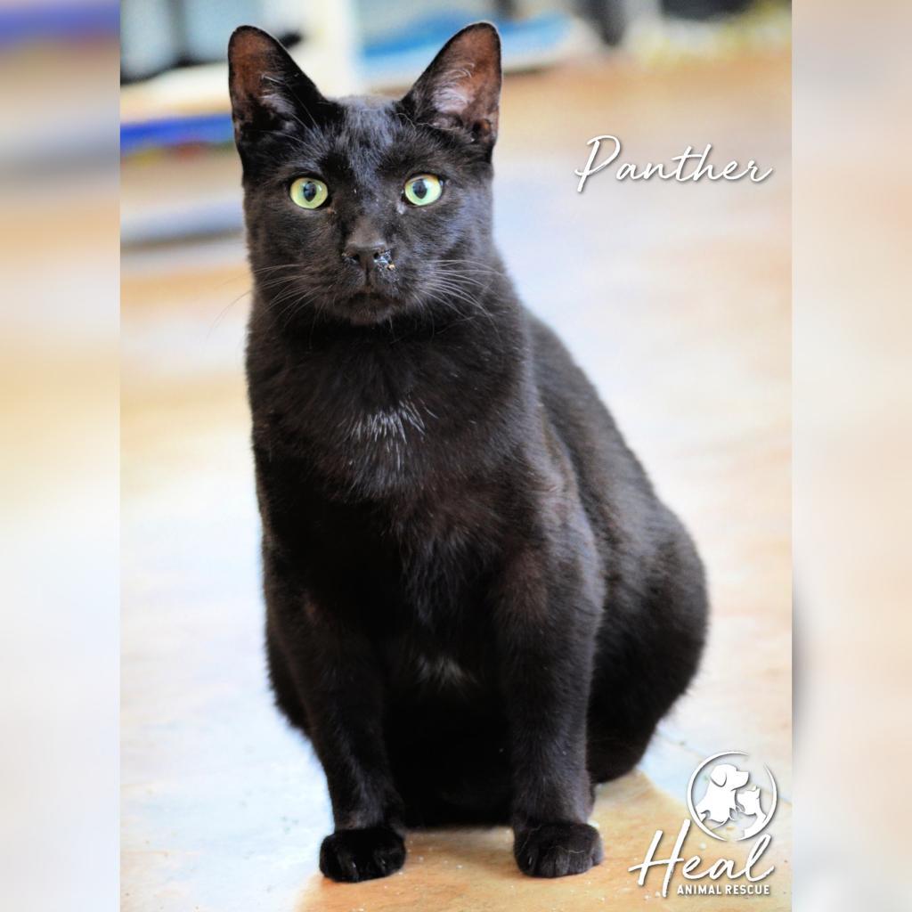 Panther, a Adoptable Domestic Short Hair in Youngwood, PA image 2/2