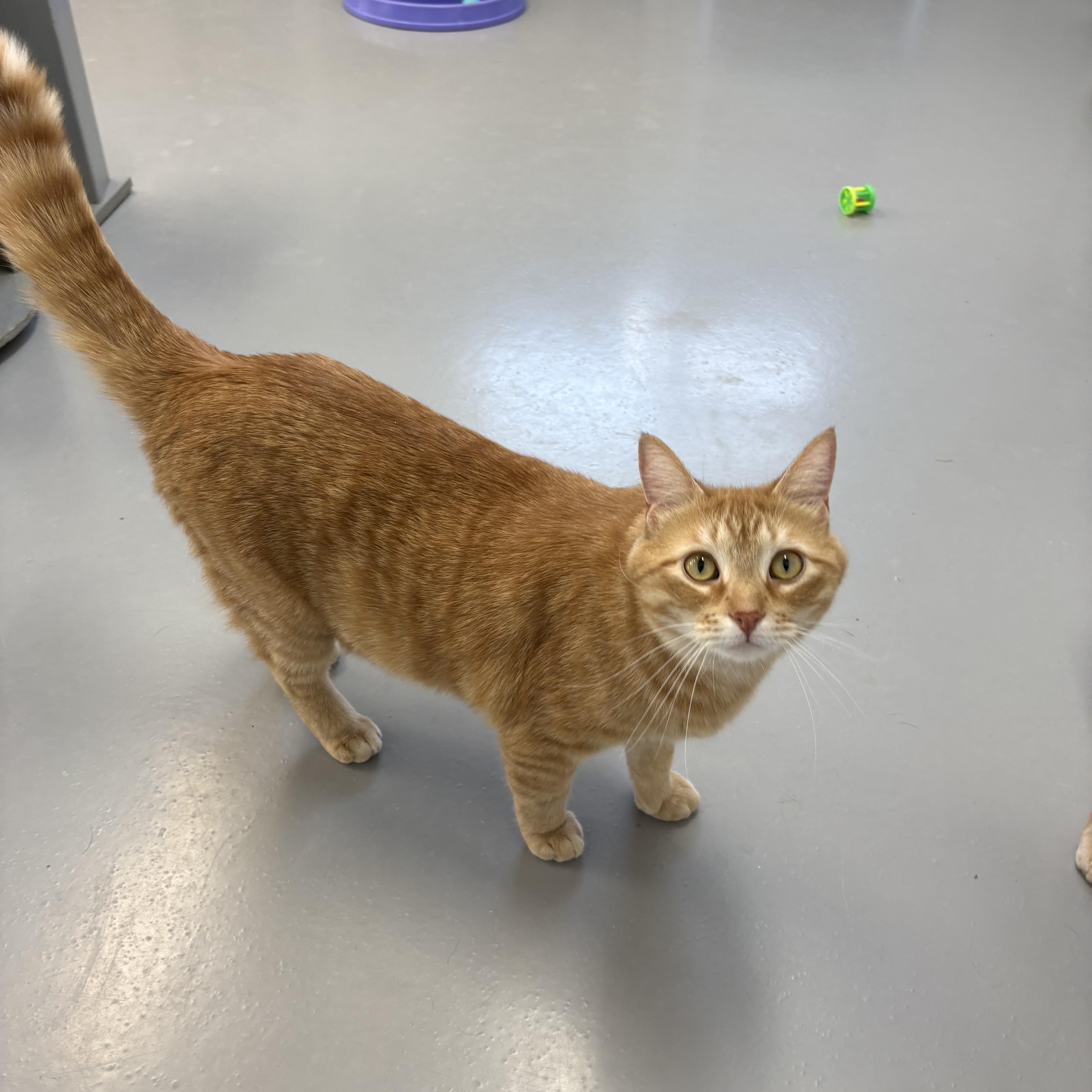 Enlarge Midas, a ADOPTABLE American Shorthair in Big Rapids, MI image 2/3