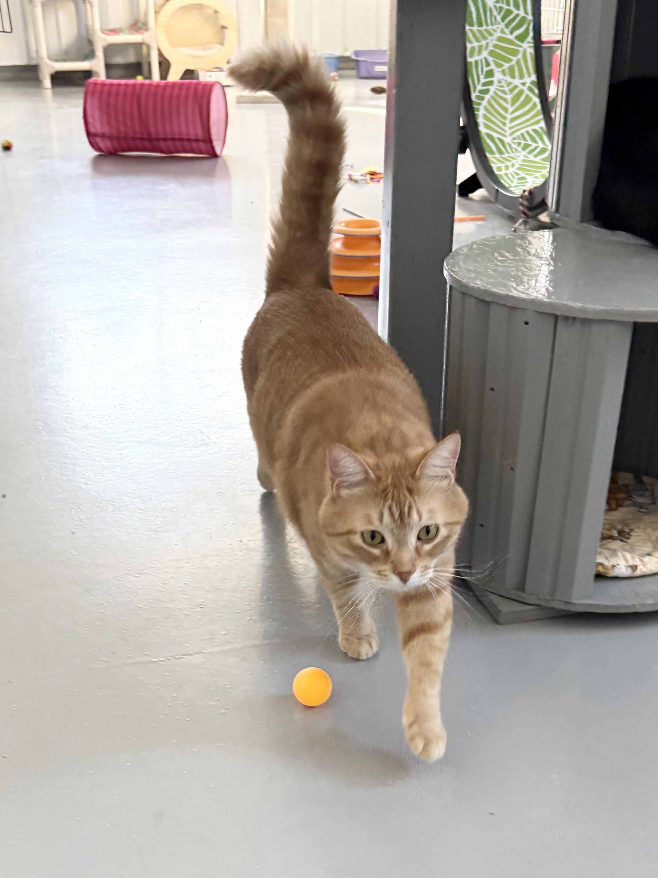 Enlarge Midas, a ADOPTABLE American Shorthair in Big Rapids, MI image 3/3