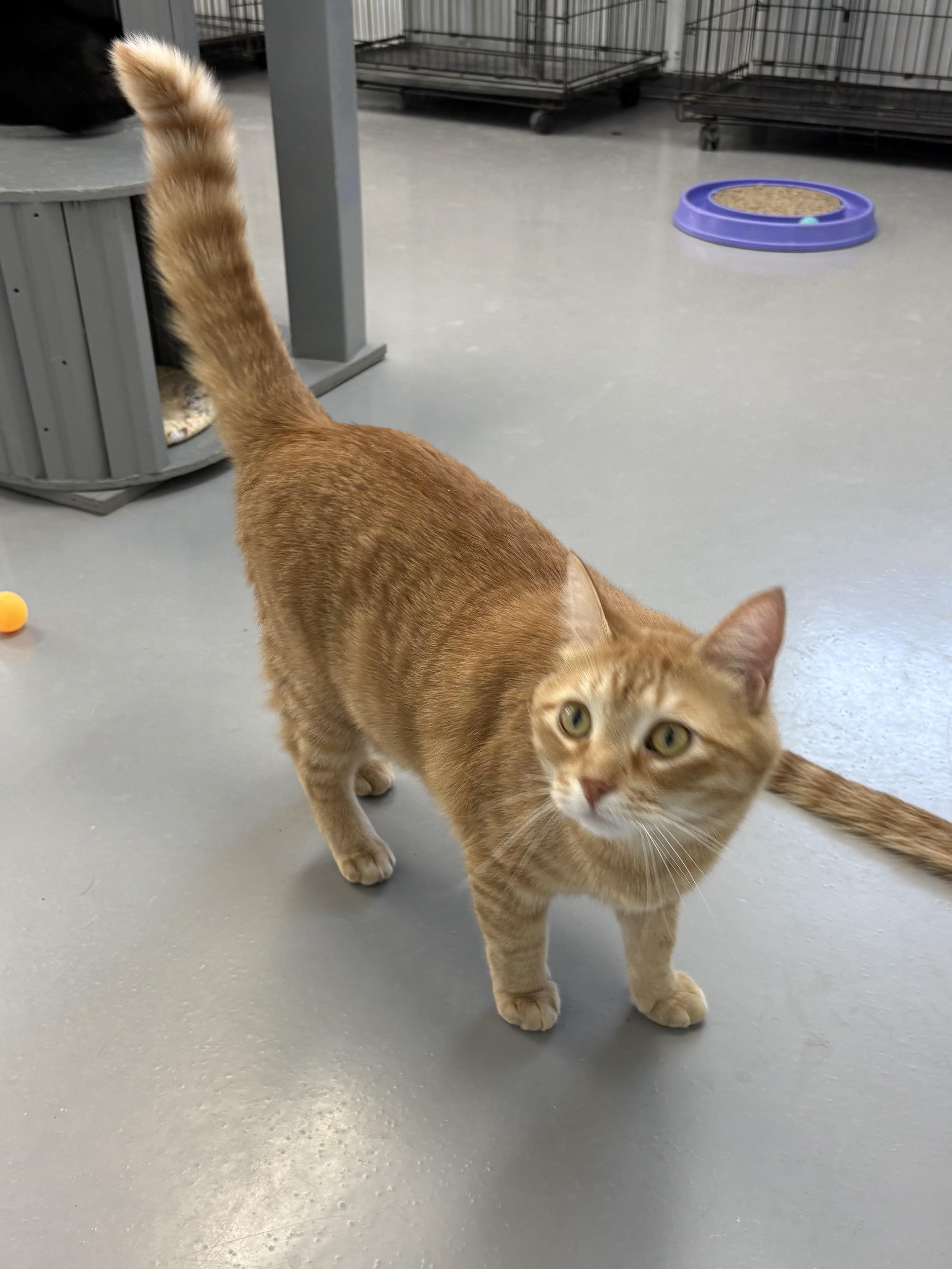 Midas, ADOPTABLE, Adult Male American Shorthair.