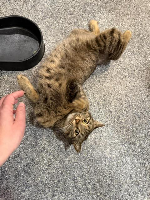 Enlarge Diva, the Cutest, a Adoptable Domestic Short Hair in Somerset, NJ image 3/4