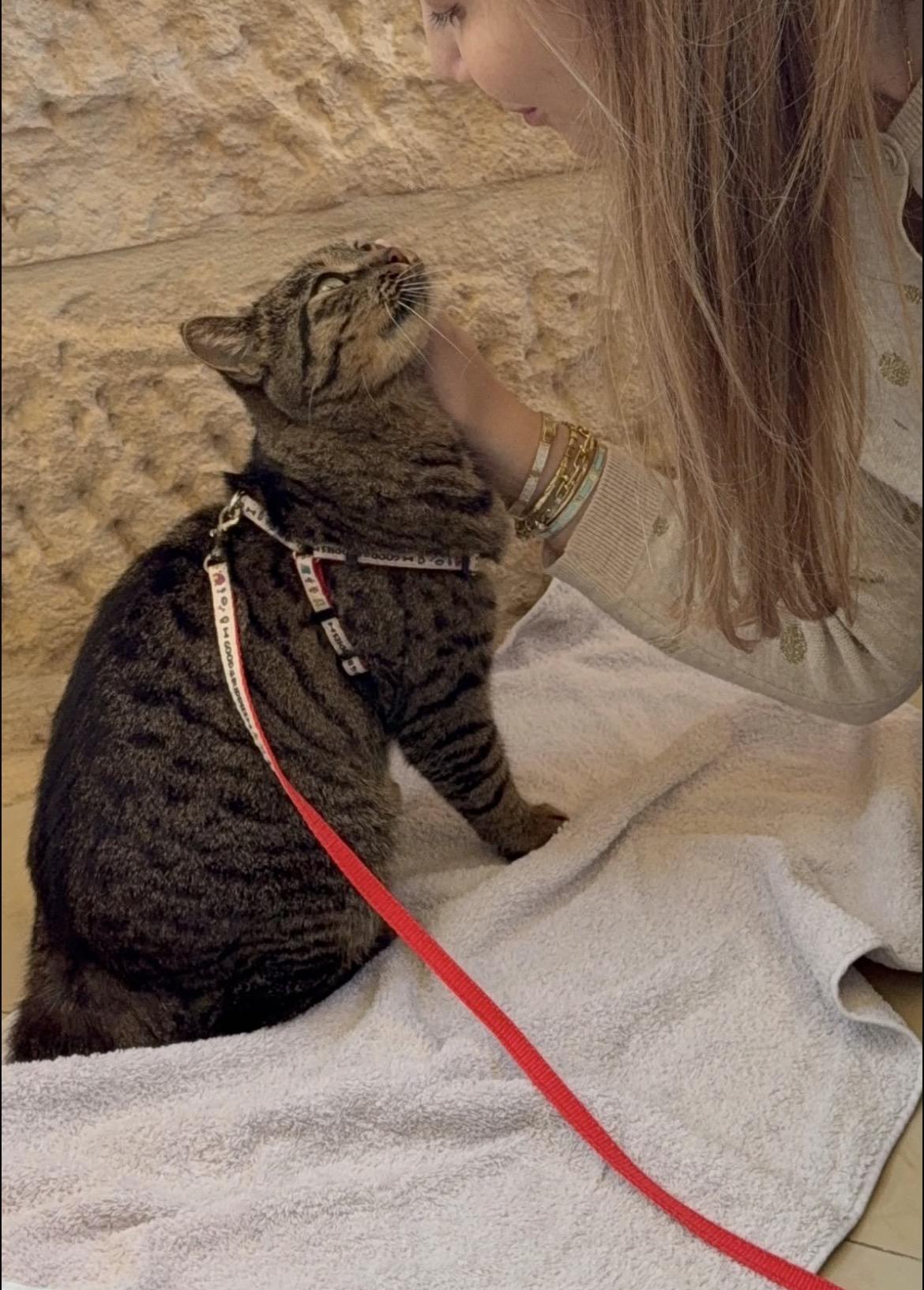 Enlarge Diva, the Cutest, a Adoptable Domestic Short Hair in Somerset, NJ image 2/4