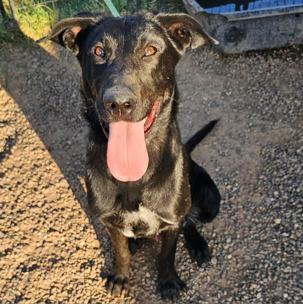 Jake, Adoptable, Adult Male Black Labrador Retriever & Mixed Breed.