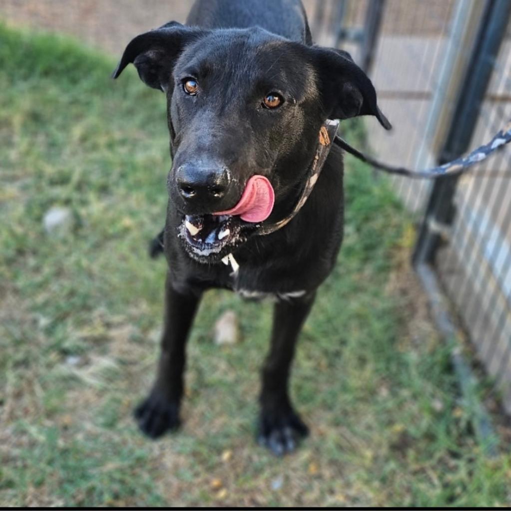 Jake, Adoptable, Adult Male Black Labrador Retriever & Mixed Breed.