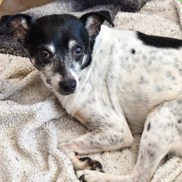 Arnold, Adoptable, Senior Male Jack Russell Terrier.