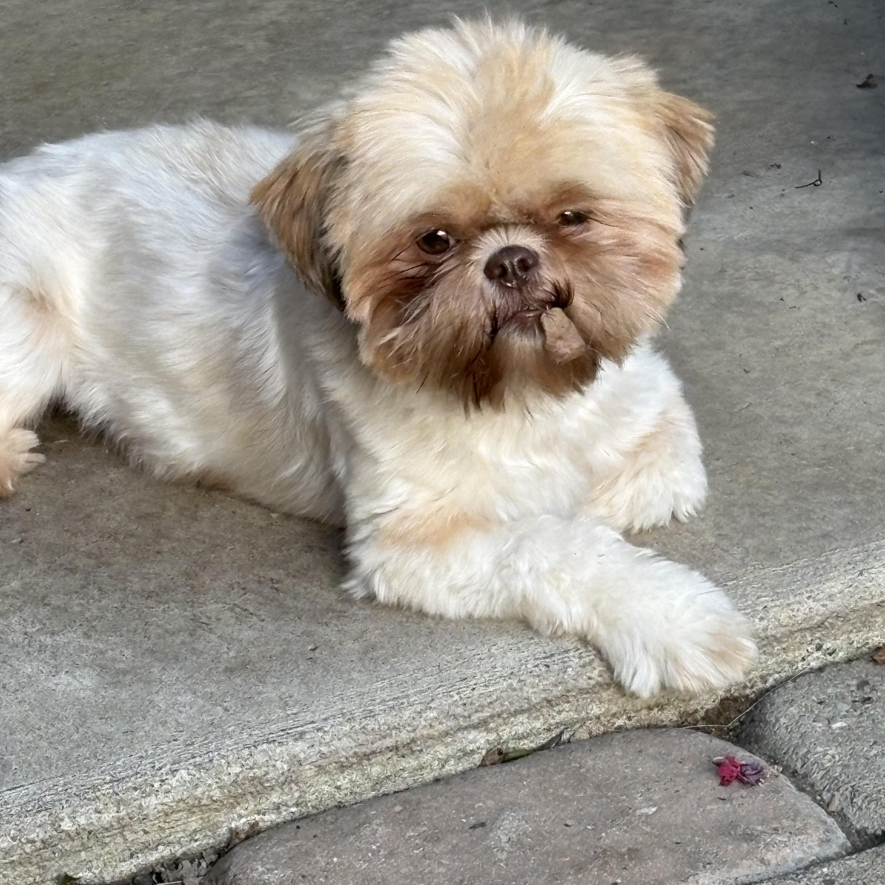 Sandi, adoptable, Adult Female Shih Tzu.
