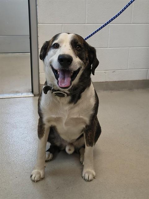 Enlarge EDEN, a Adoptable Labrador Retriever in Haw River, NC image 1/1