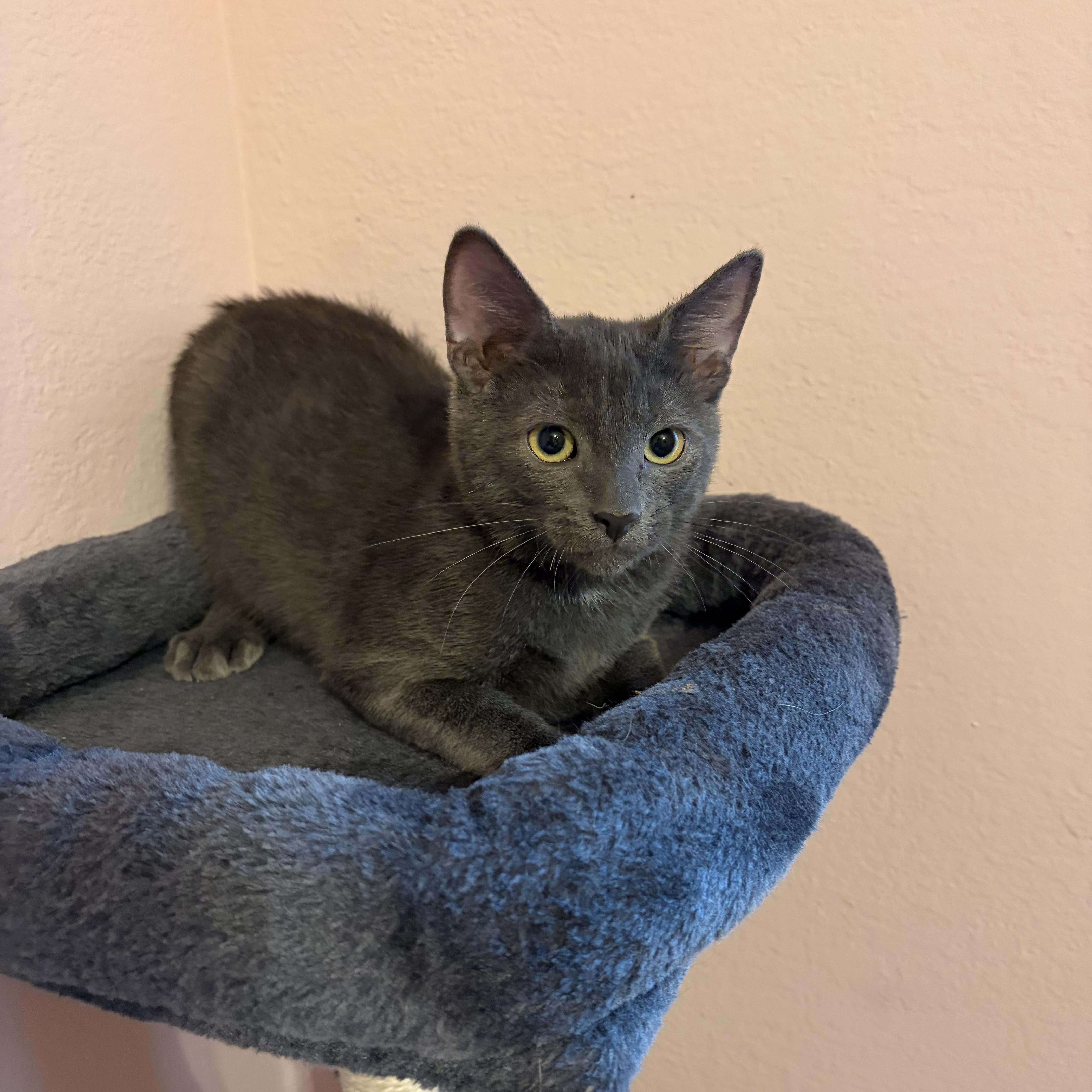 Fuzz Lightyear, Adoptable, Kitten Male Domestic Short Hair.