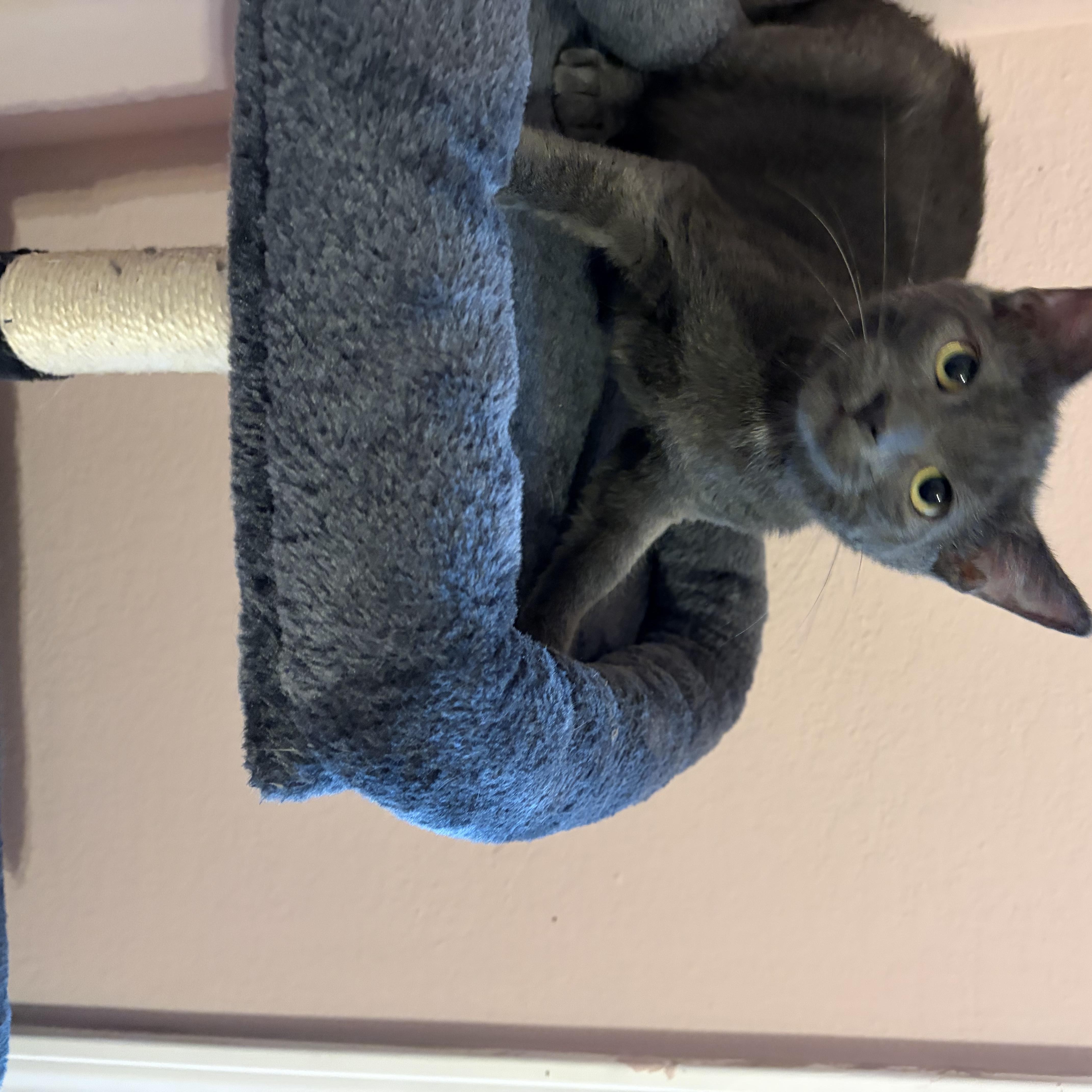 Enlarge Fuzz Lightyear, a Adoptable Domestic Short Hair in Wilmington, NC image 2/2