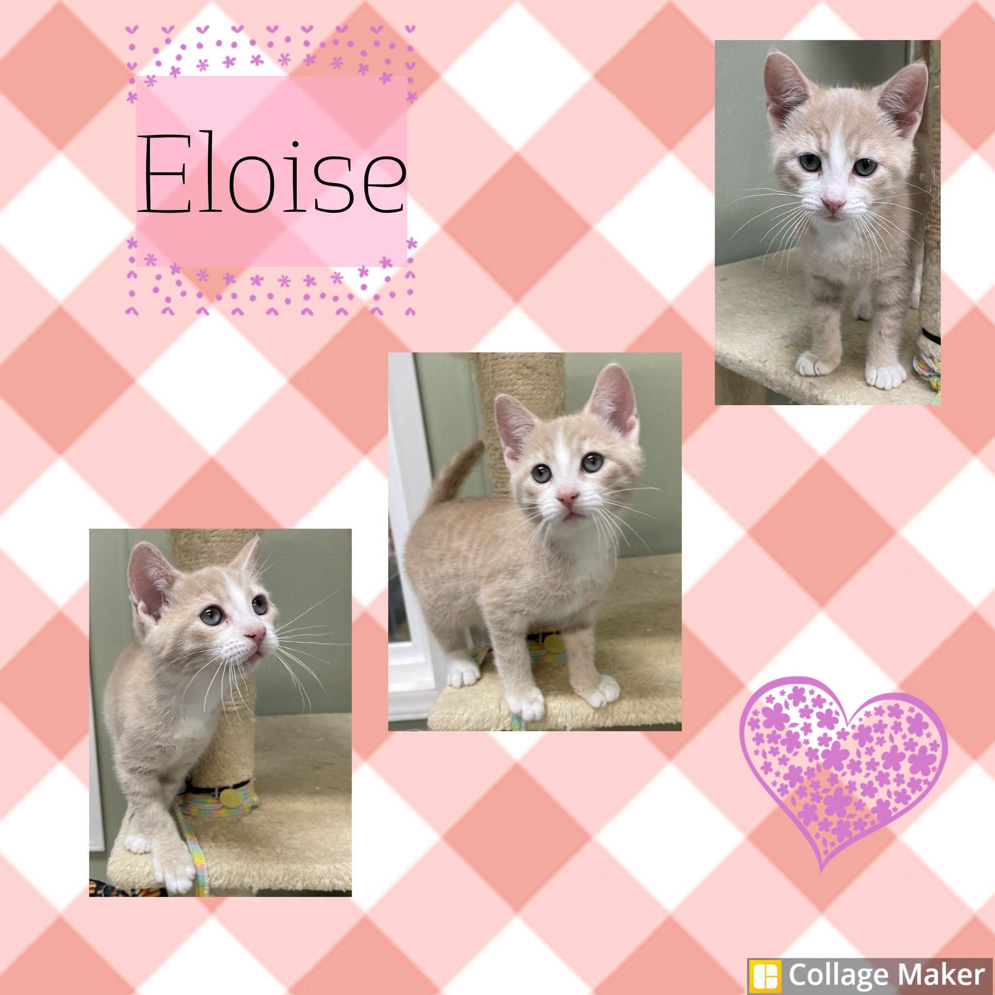Eloise, ADOPTABLE, Young Female Domestic Short Hair.