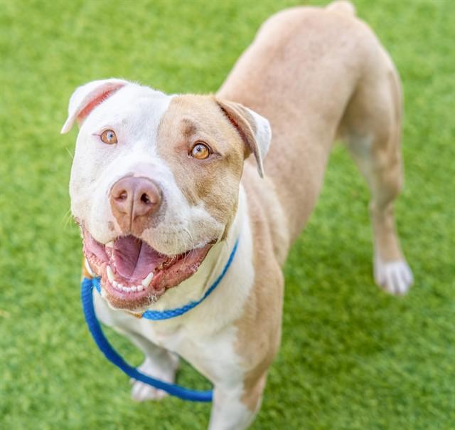 ENZO, Adoptable, Young Male Pit Bull Terrier & Mixed Breed.