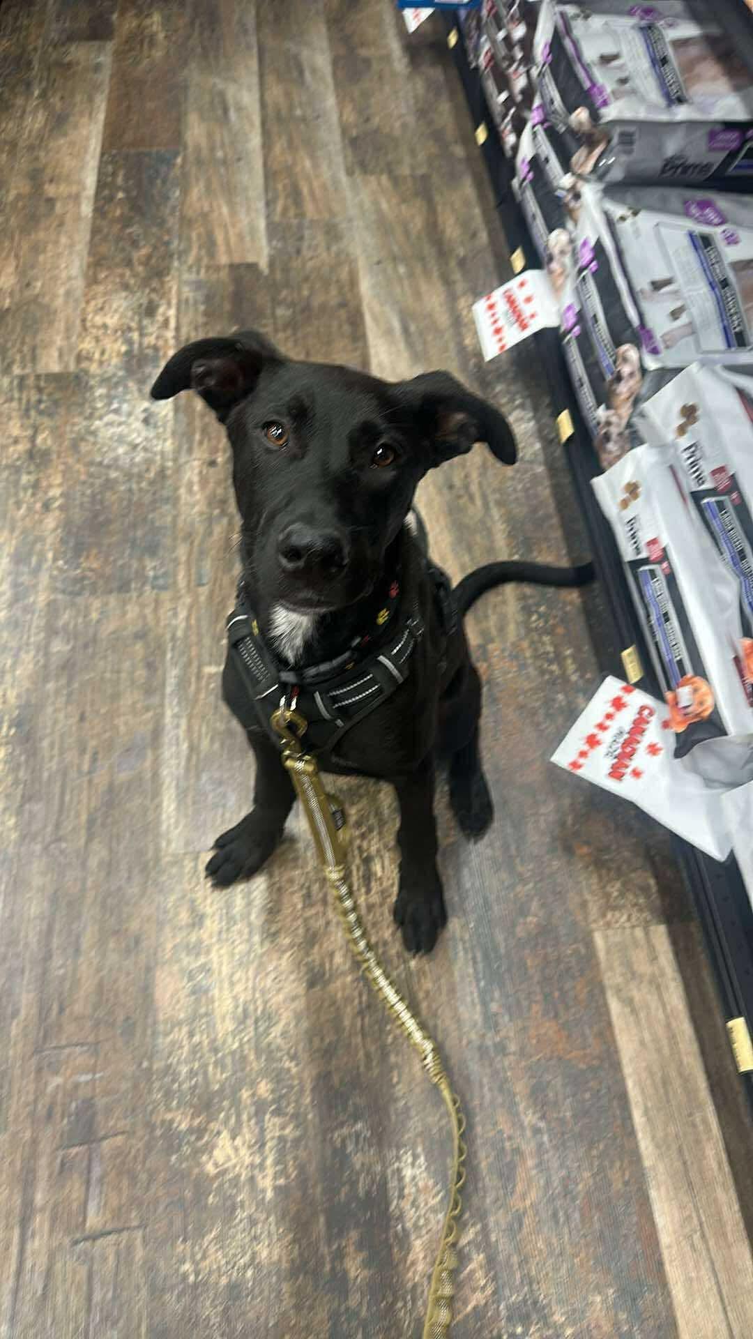 WINSTON, Adopted, Young Male Black Labrador Retriever & Great Dane.