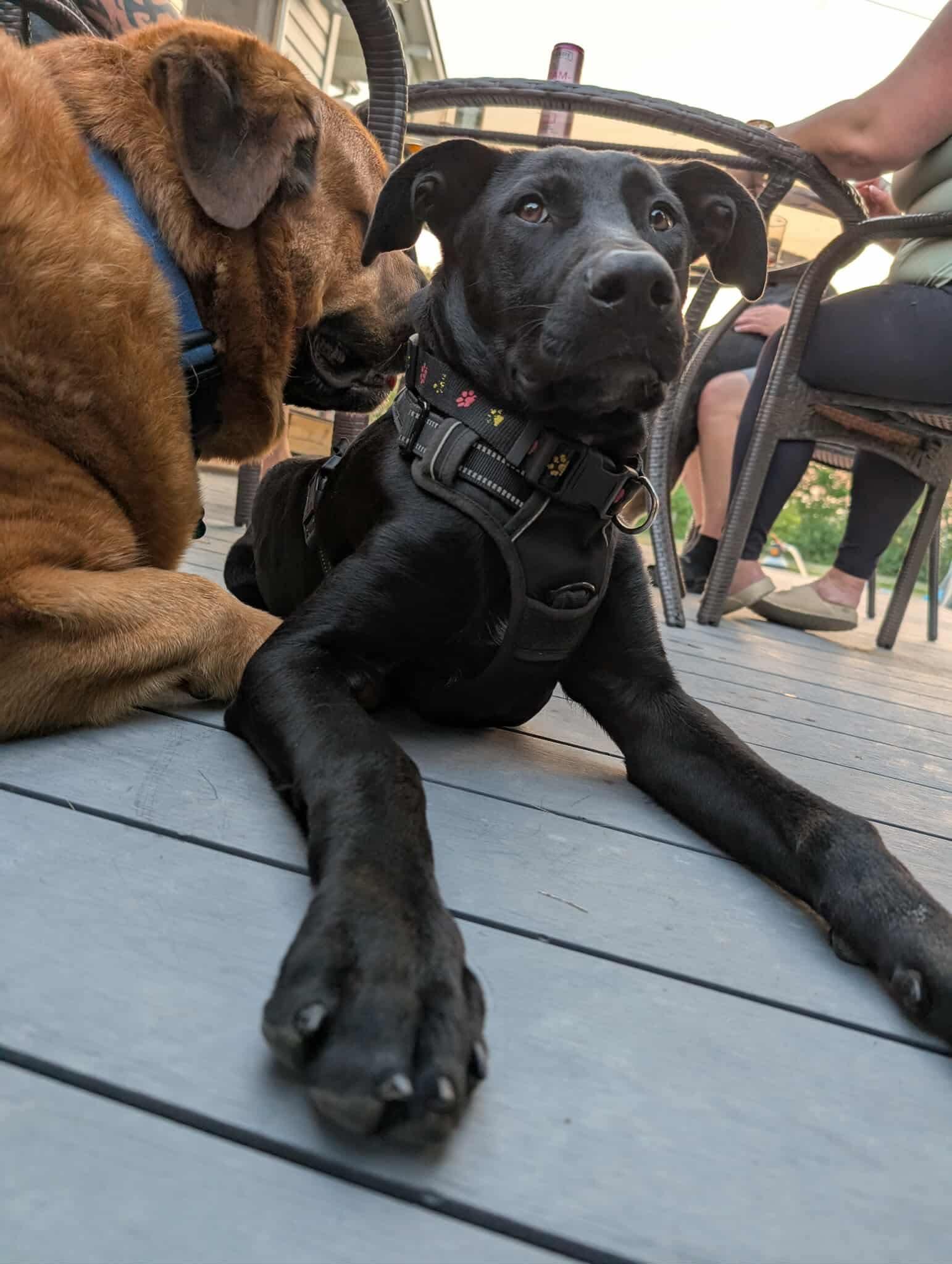 WINSTON, a Adopted mixed breed in Winnipeg, MB image 2/5