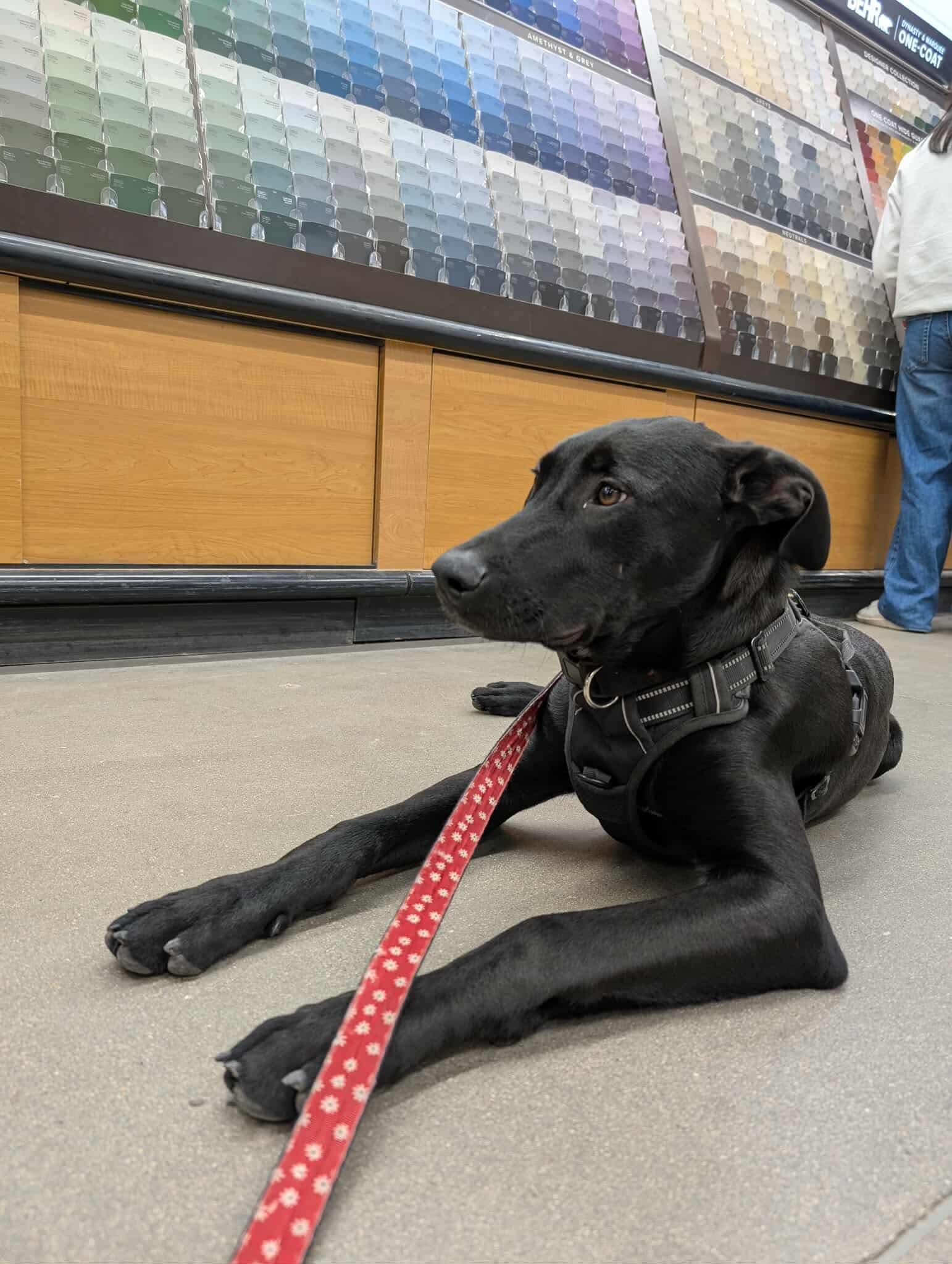 WINSTON, a Adopted mixed breed in Winnipeg, MB image 3/5