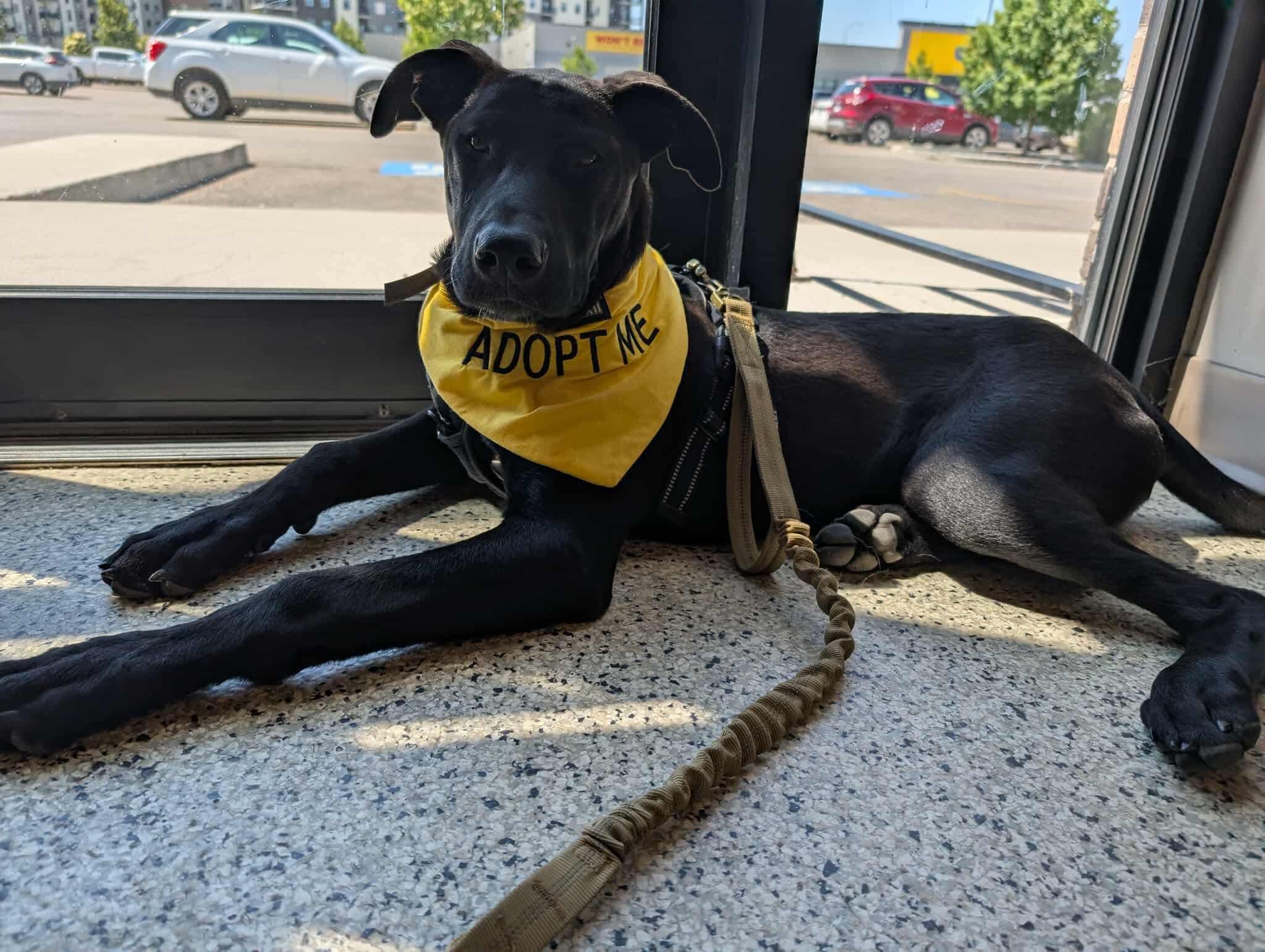 WINSTON, a Adopted mixed breed in Winnipeg, MB image 4/5