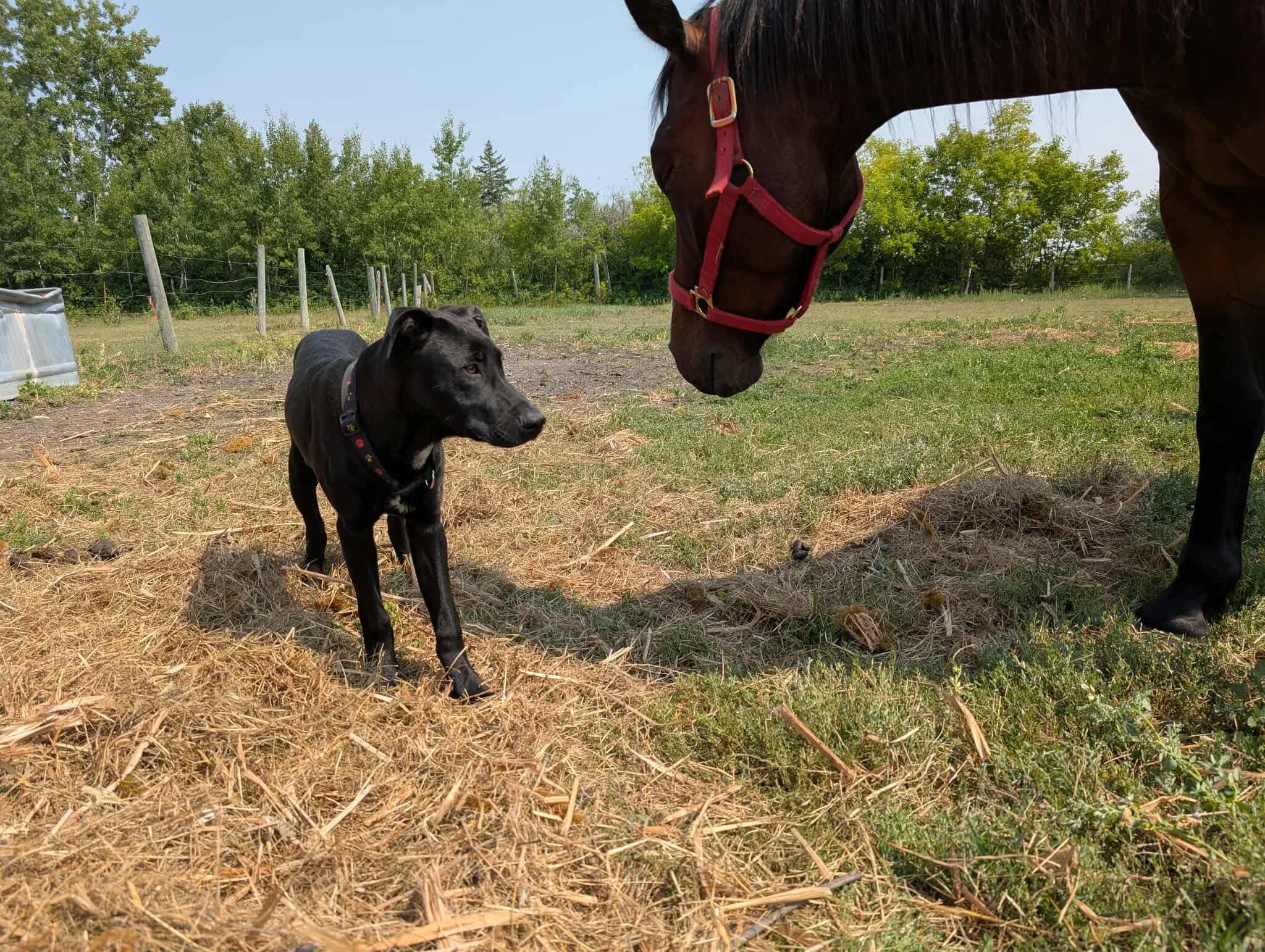 WINSTON, a Adopted mixed breed in Winnipeg, MB image 5/5