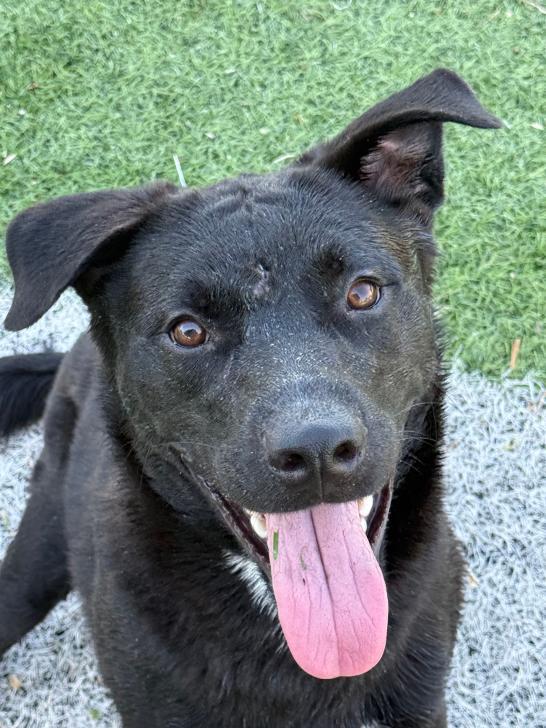 Apollo, a ADOPTABLE mixed breed in Ulysses, KS image 1/3