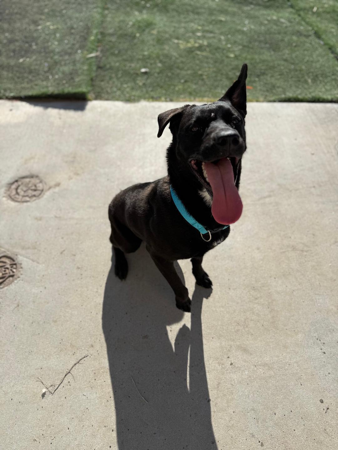 Enlarge Apollo, a ADOPTABLE mixed breed in Ulysses, KS image 1/2