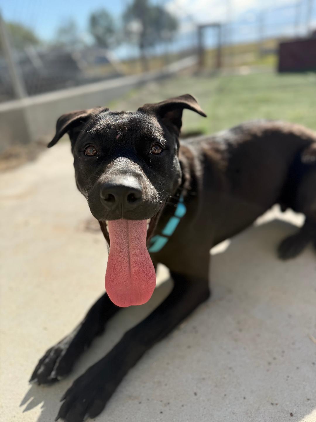 Enlarge Apollo, a ADOPTABLE mixed breed in Ulysses, KS image 2/2