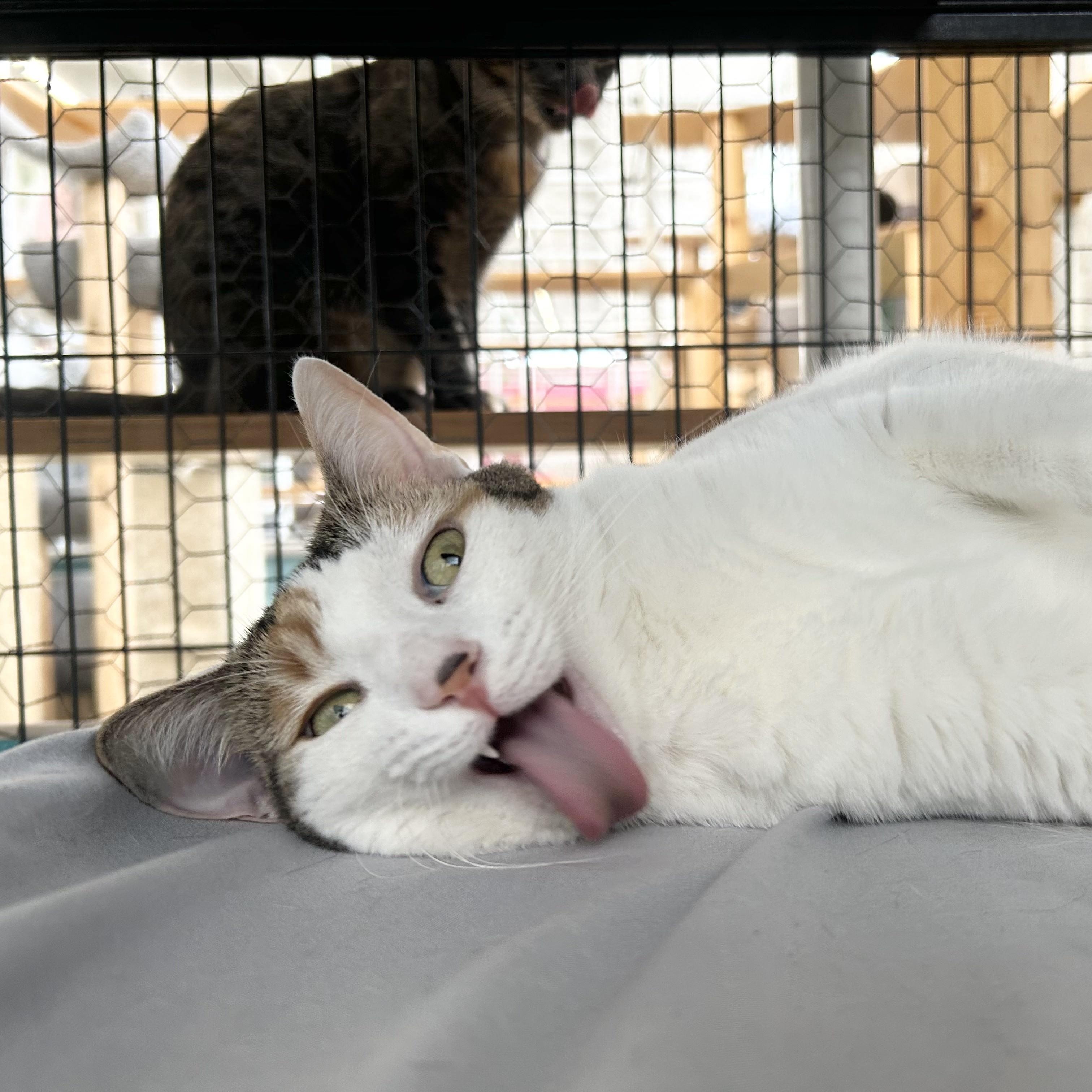 Enlarge Alysa Liu, a Adoptable Domestic Short Hair in St. Louis, MO image 3/5