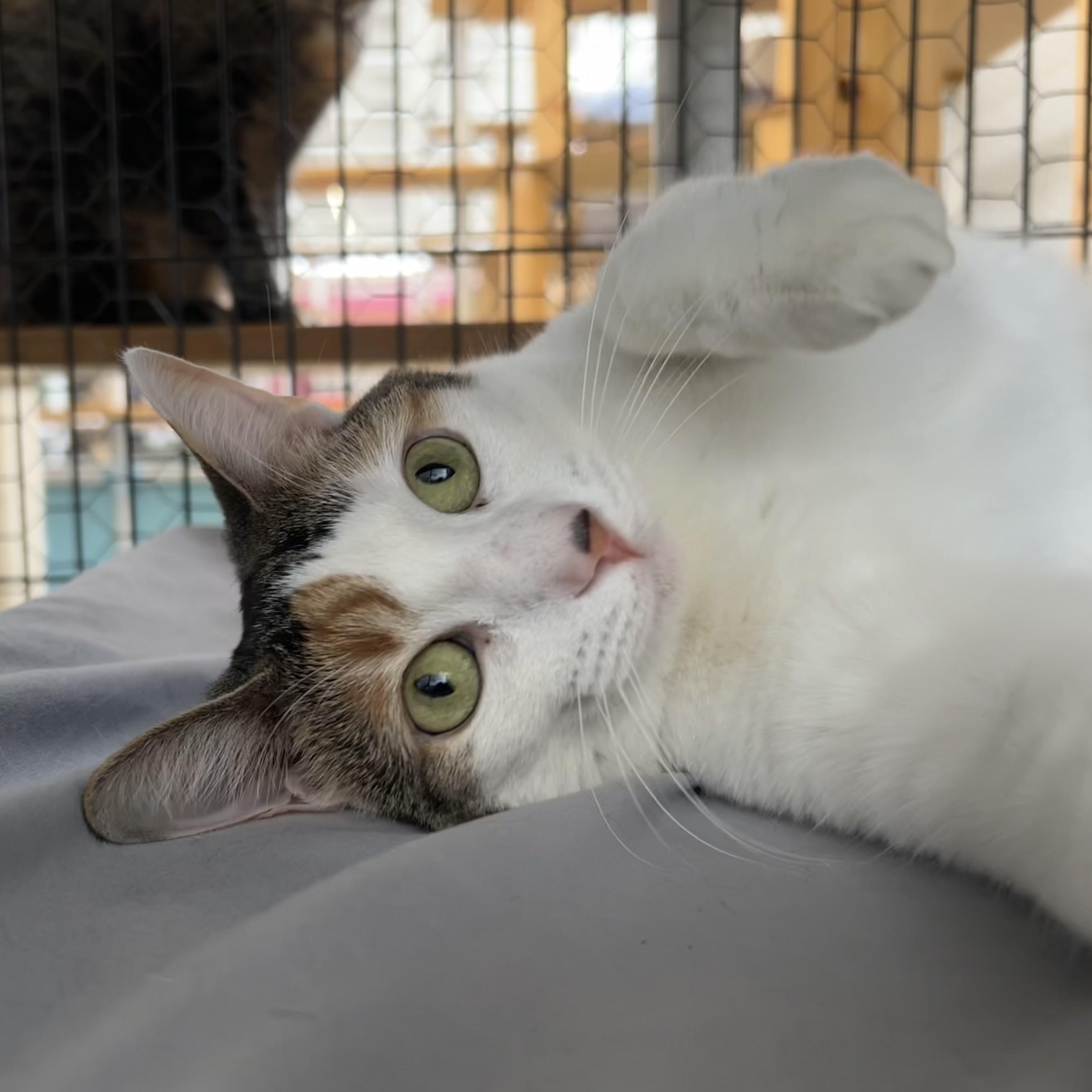 Enlarge Alysa Liu, a Adoptable Domestic Short Hair in St. Louis, MO image 5/5