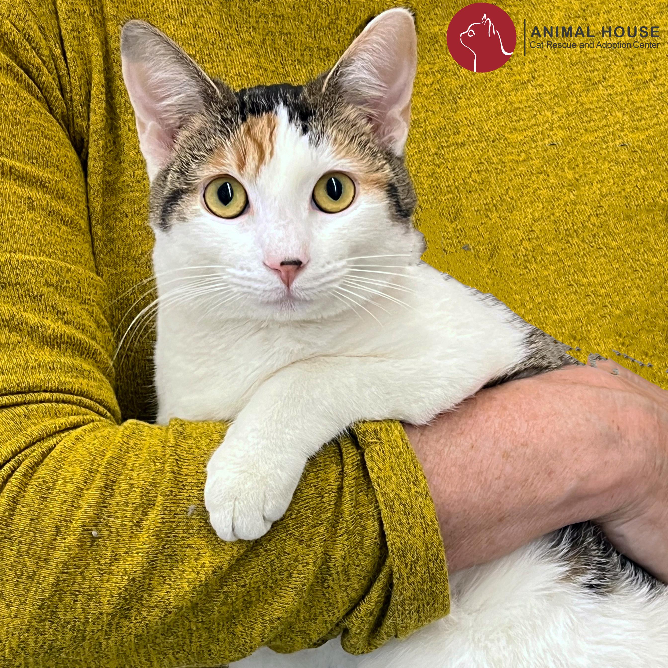 Enlarge Alysa Liu, an adopted Domestic Short Hair in St. Louis, MO image 1/1