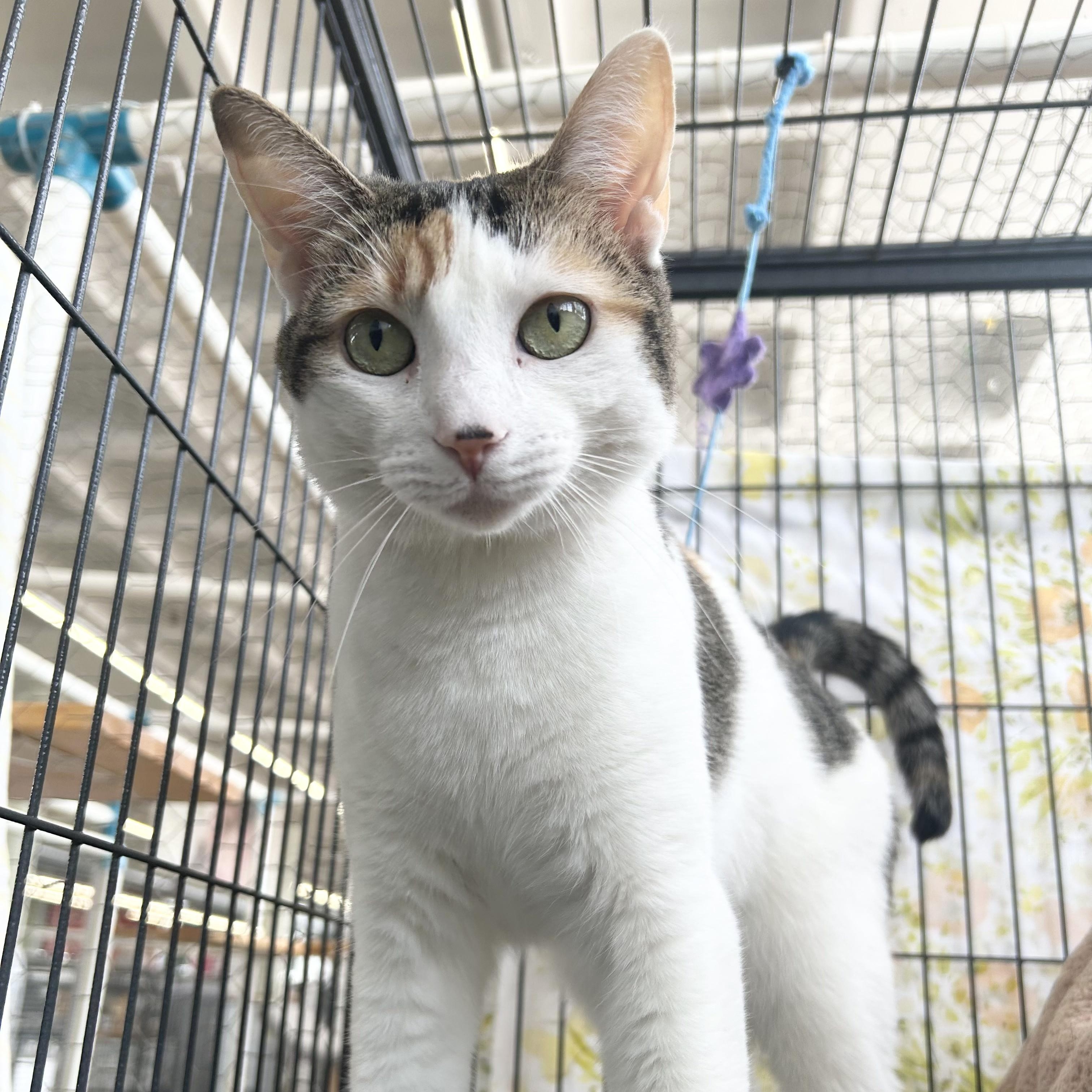 Alysa Liu, Adoptable, Adult Female Domestic Short Hair.