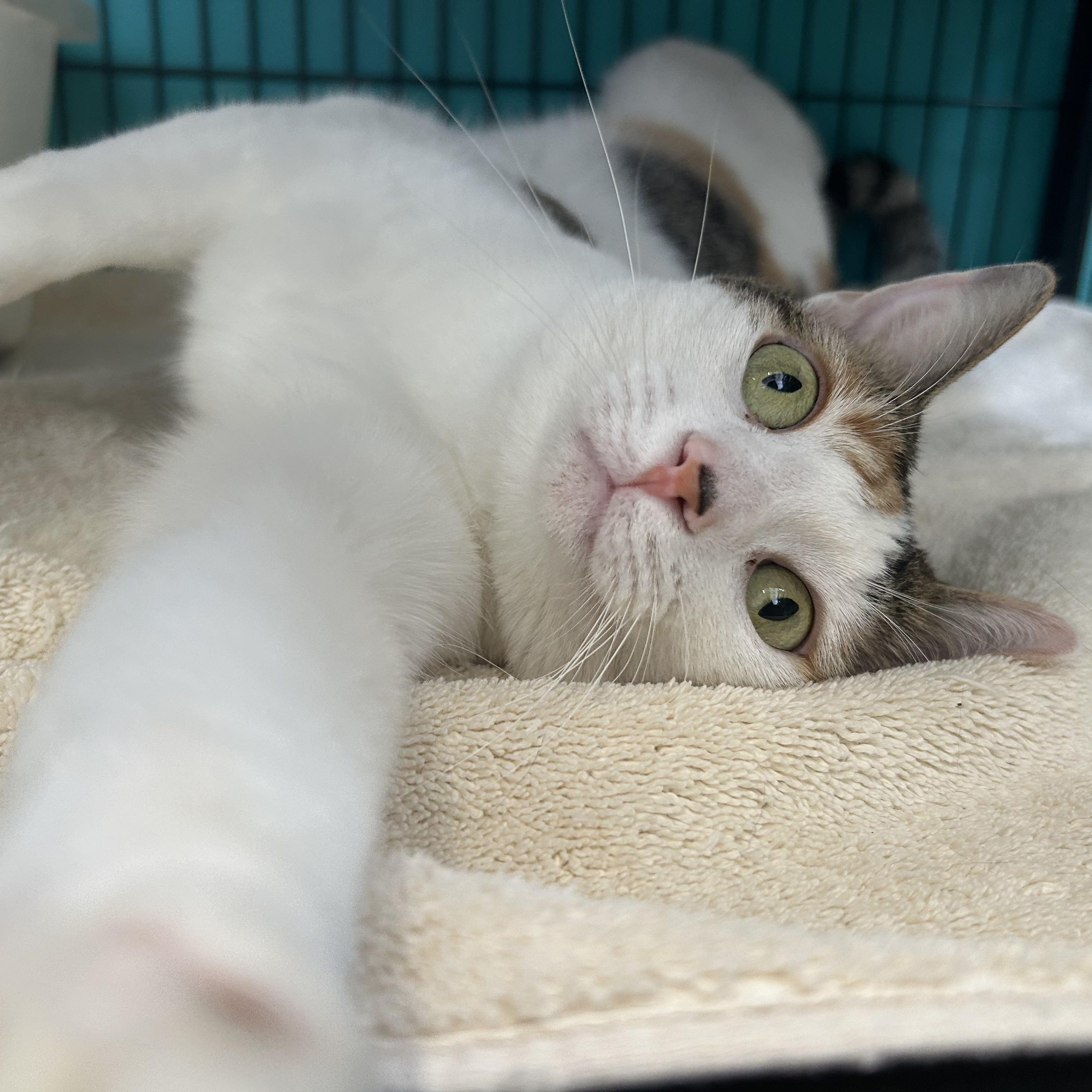 Enlarge Alysa Liu, a Adoptable Domestic Short Hair in St. Louis, MO image 2/5