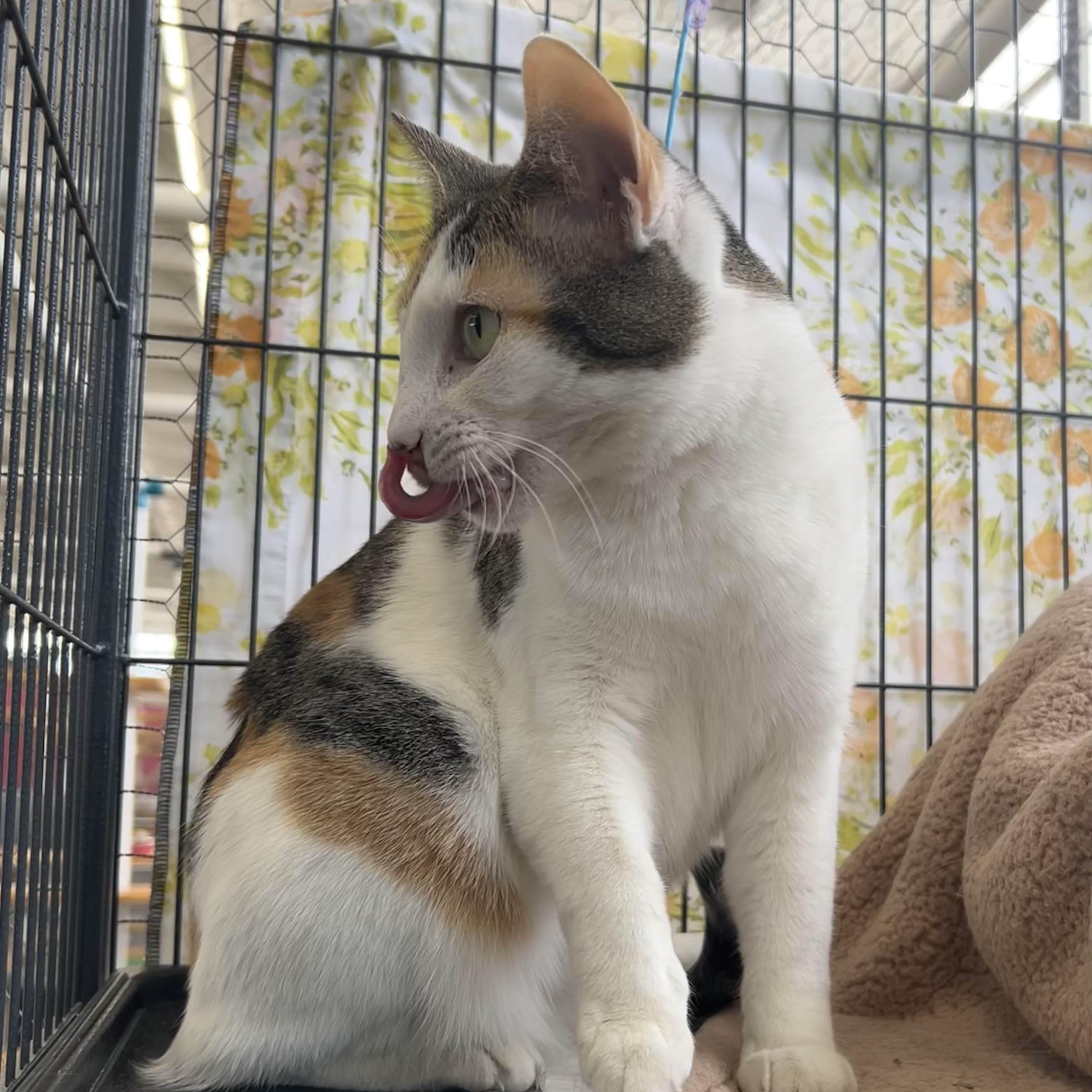 Enlarge Alysa Liu, a Adoptable Domestic Short Hair in St. Louis, MO image 4/5