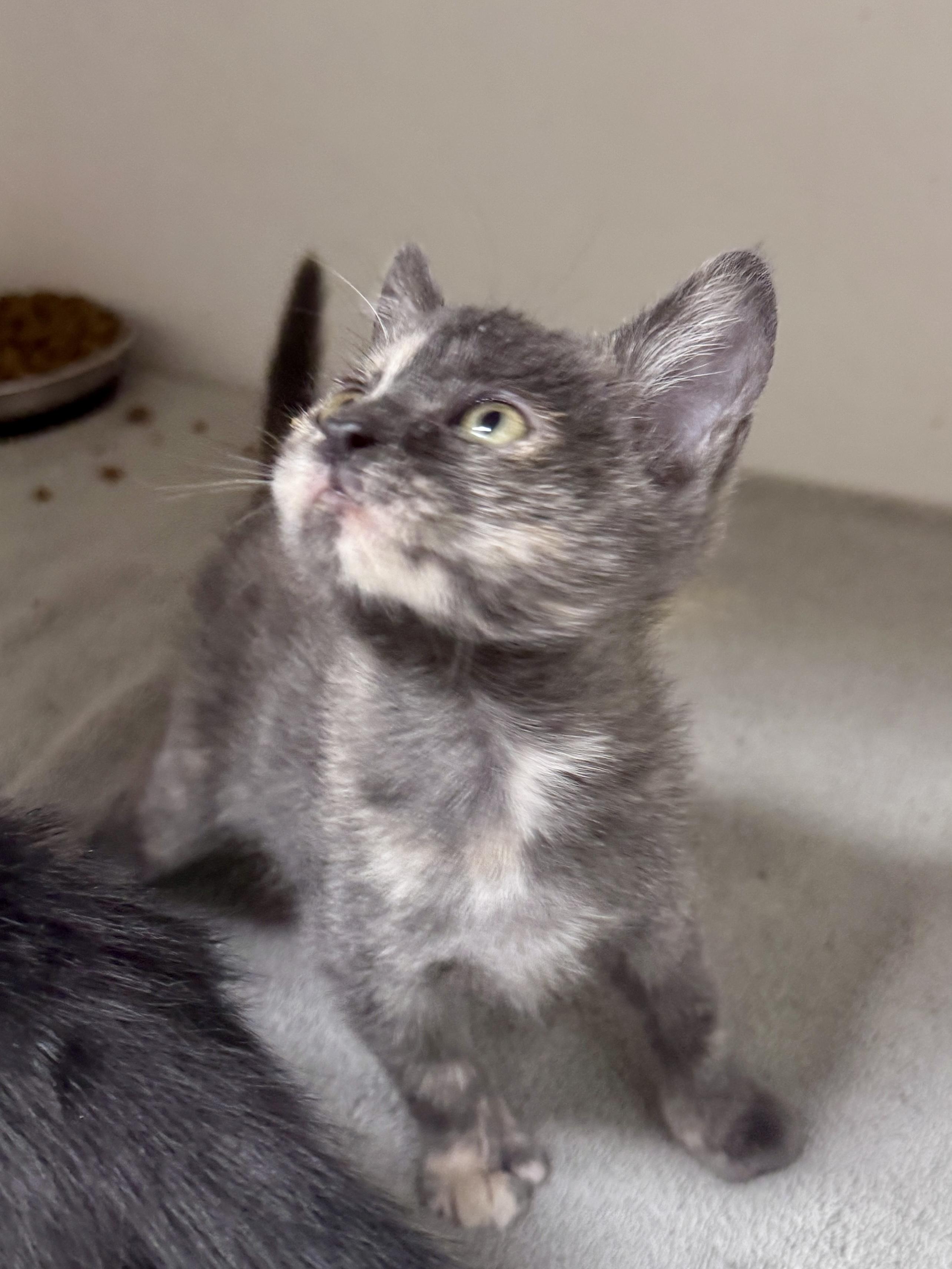 Reina, a ADOPTABLE Dilute Tortoiseshell in Gainesville, FL image 5/5