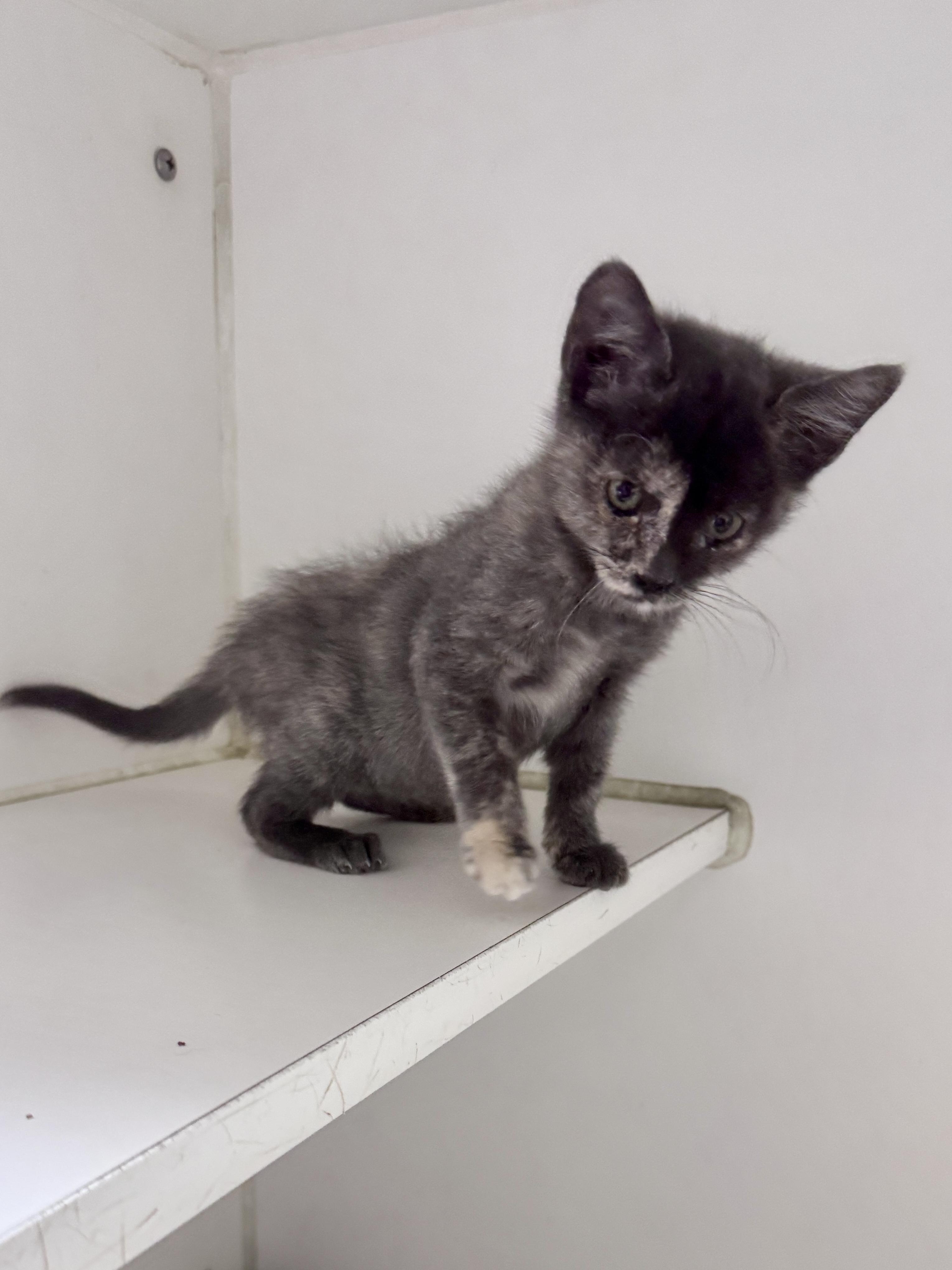 Reina, a ADOPTABLE Dilute Tortoiseshell in Gainesville, FL image 2/5