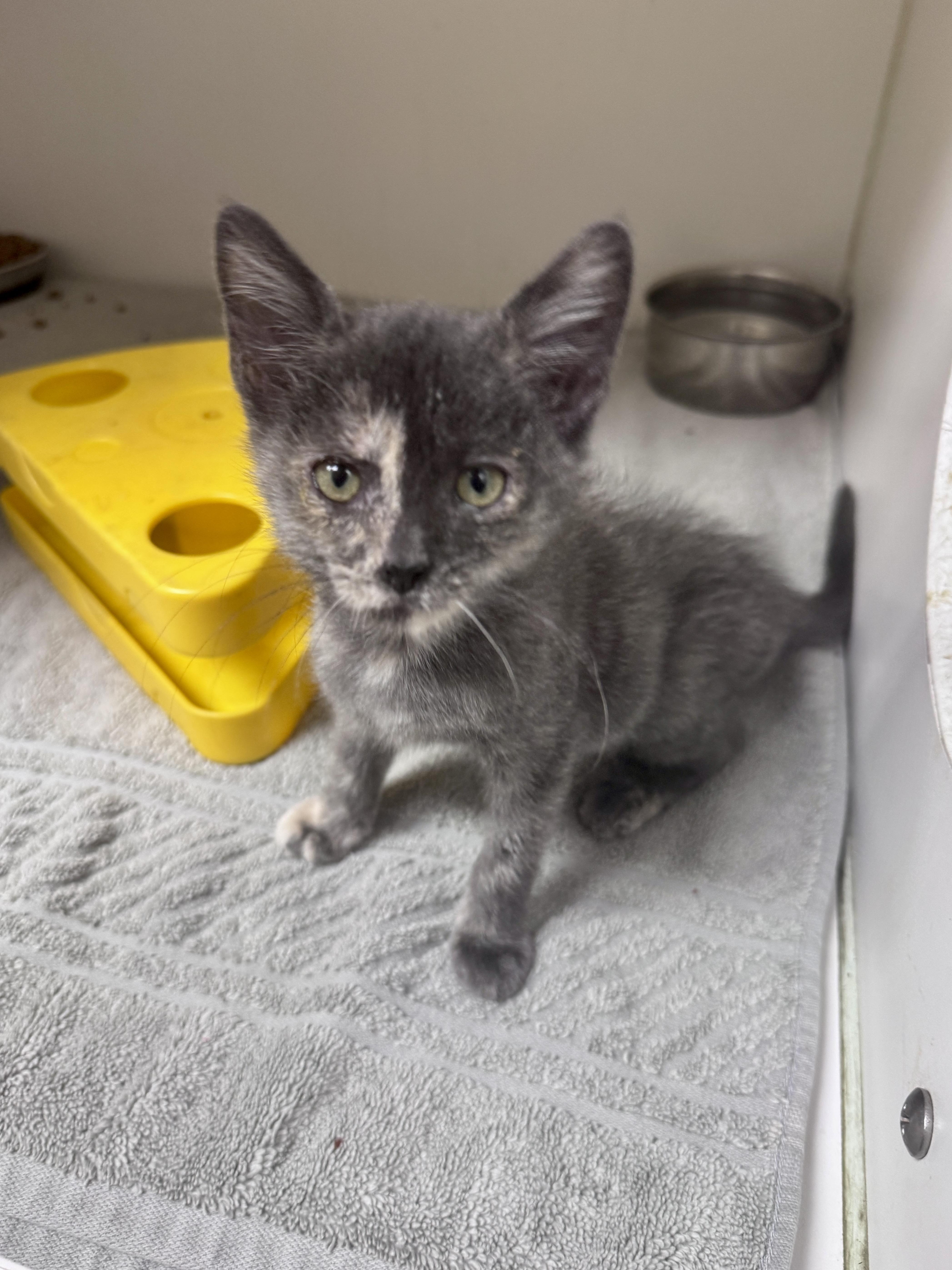 Reina, a ADOPTABLE Dilute Tortoiseshell in Gainesville, FL image 1/5