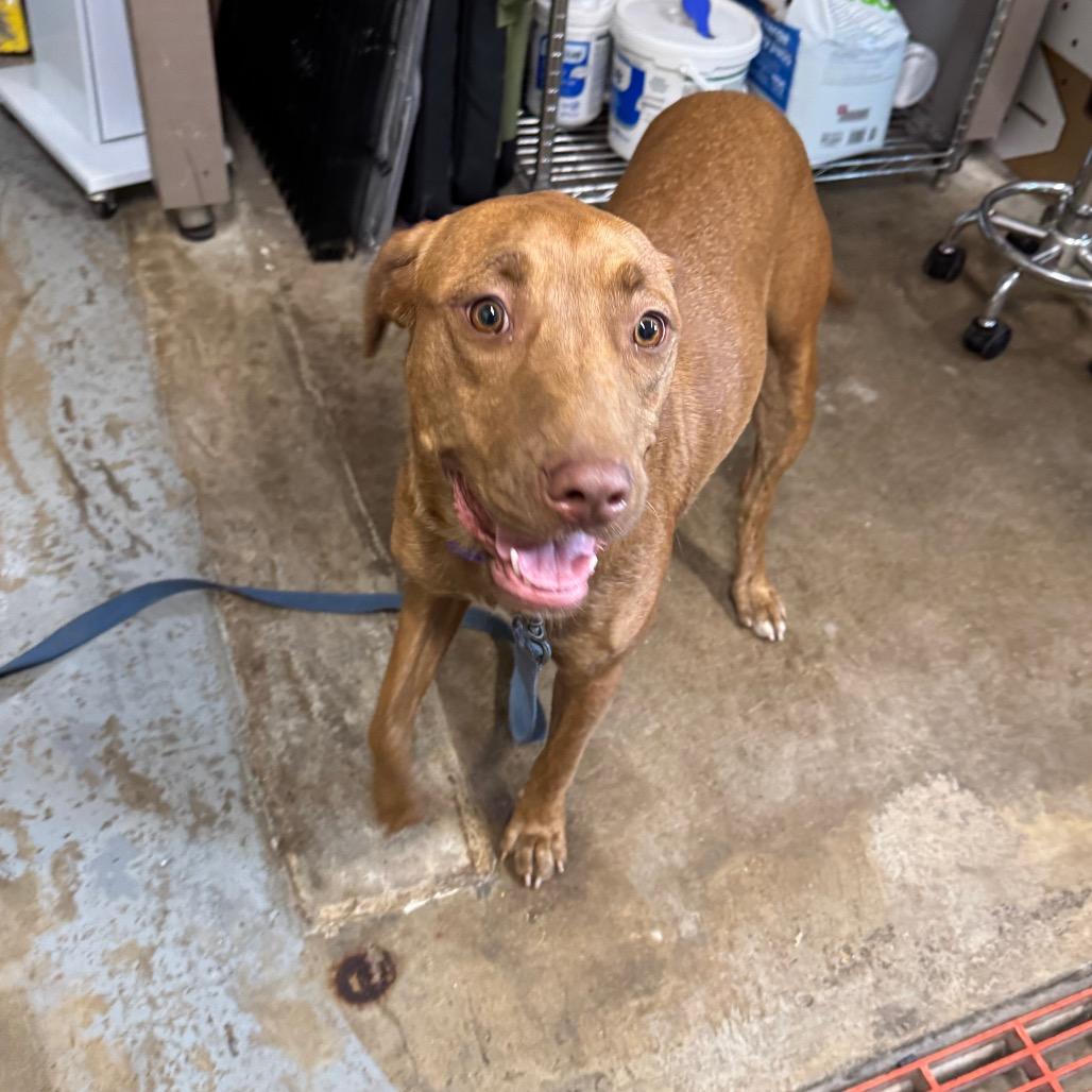 Enlarge Tasia, a Adoptable mixed breed in Eureka Springs, AR image 1/6