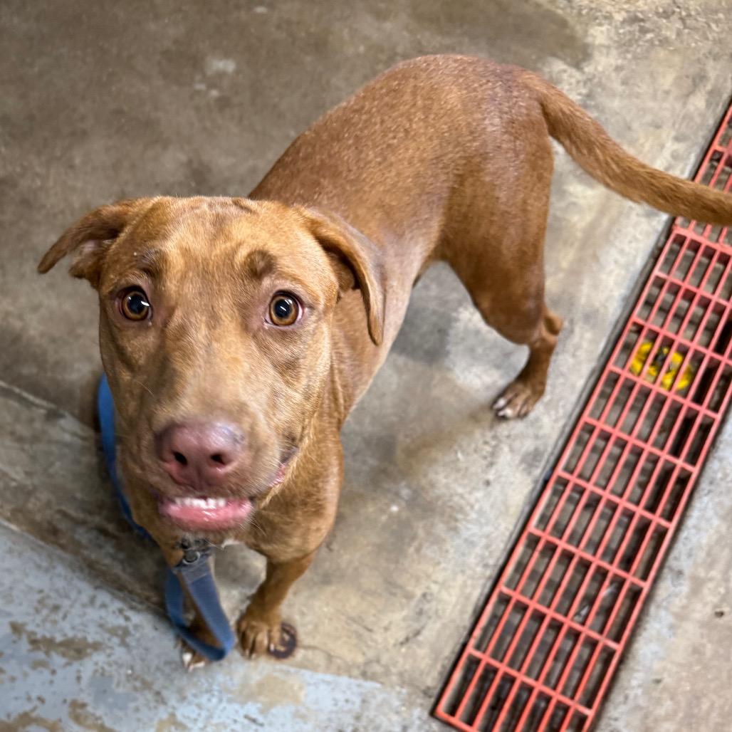 Enlarge Tasia, a Adoptable mixed breed in Eureka Springs, AR image 2/6