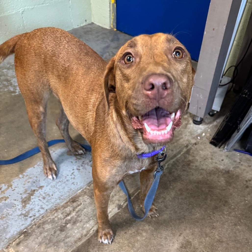 Enlarge Tasia, a Adoptable mixed breed in Eureka Springs, AR image 4/6