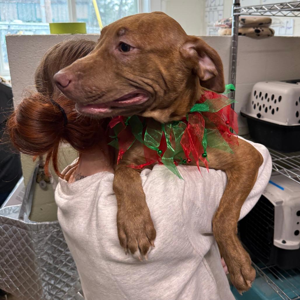 Enlarge Tasia, a Adoptable mixed breed in Eureka Springs, AR image 5/6
