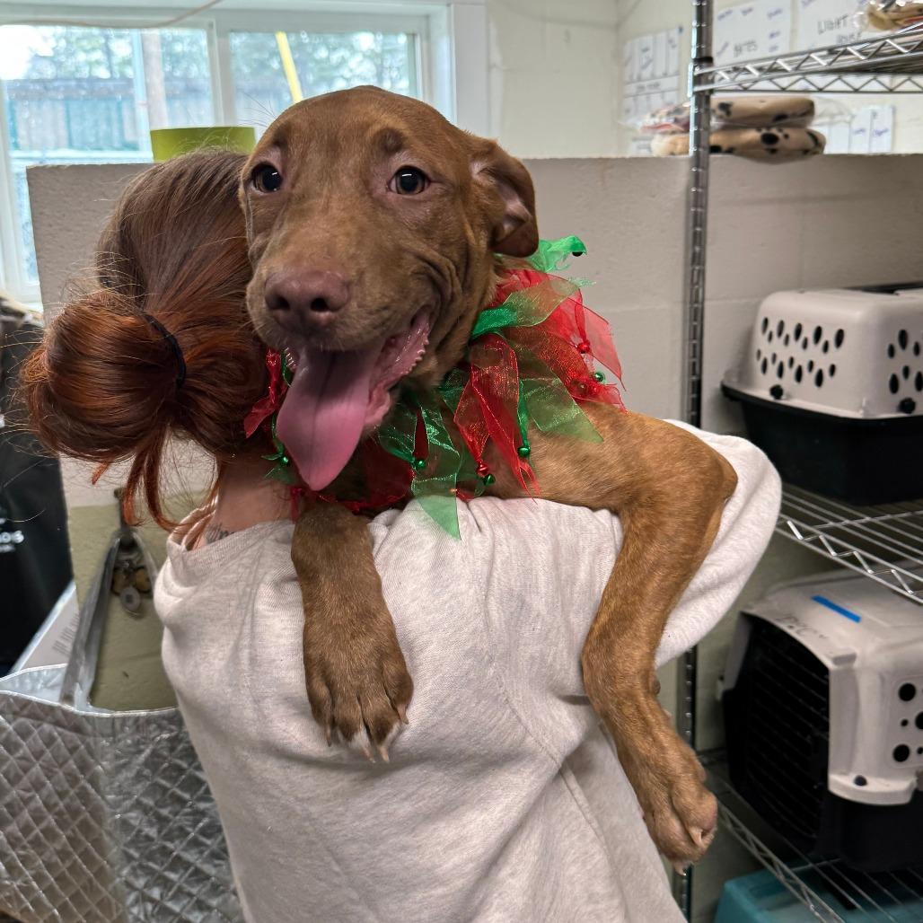 Enlarge Tasia, a Adoptable mixed breed in Eureka Springs, AR image 6/6