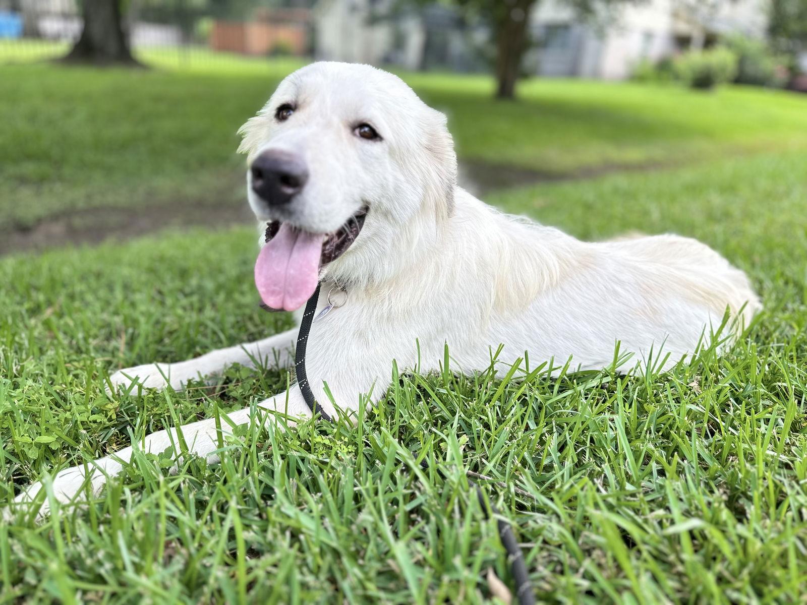 Ladie, a Adoptable Great Pyrenees in Spring, TX image 1/3