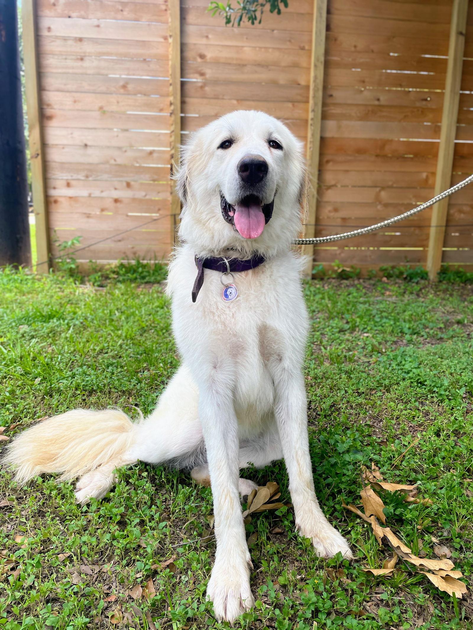 Ladie, a Adoptable Great Pyrenees in Spring, TX image 2/3